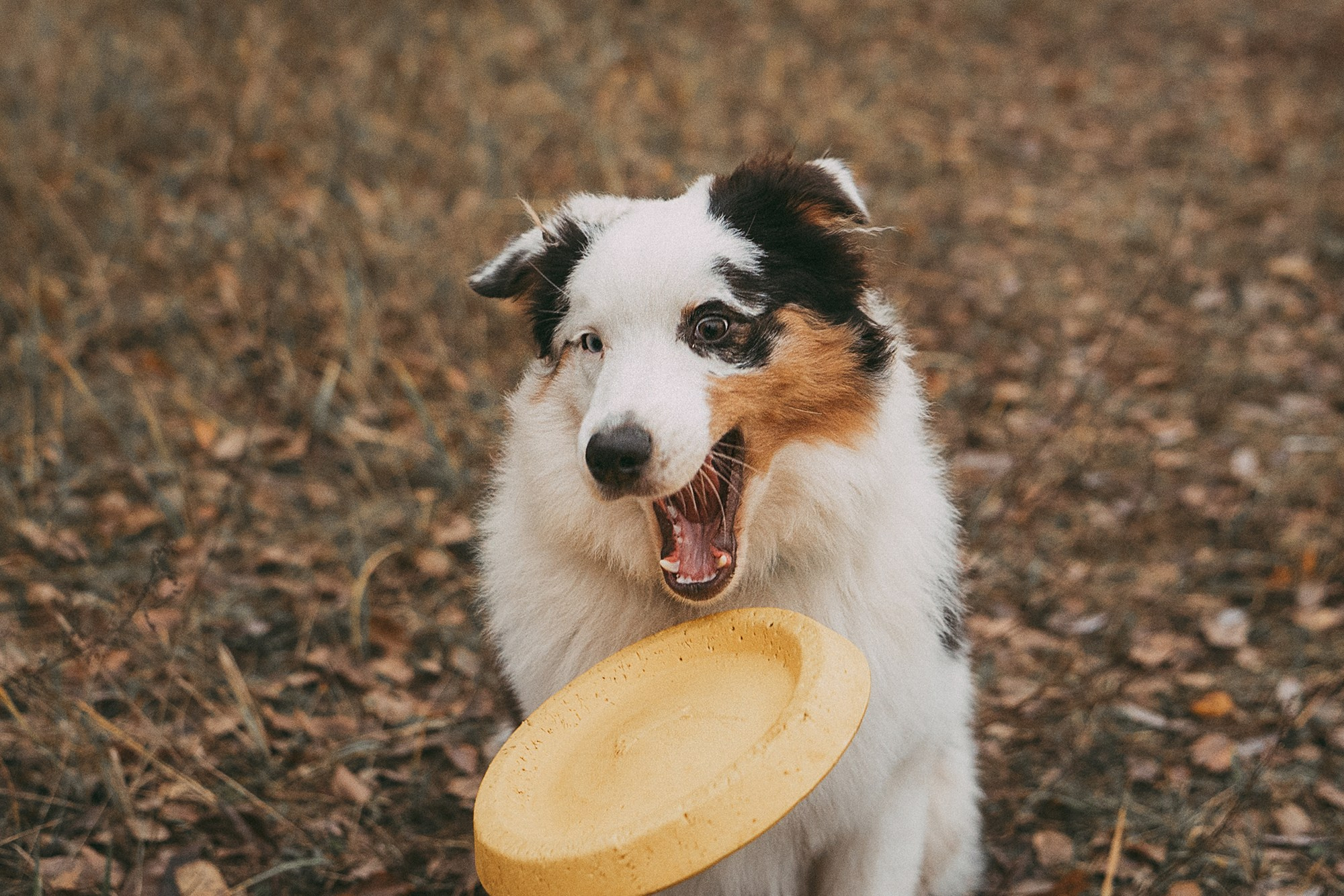 Лиза и Бублик. Фотограф анималист в Москве и Санкт-Петербурге Свиридова Анна