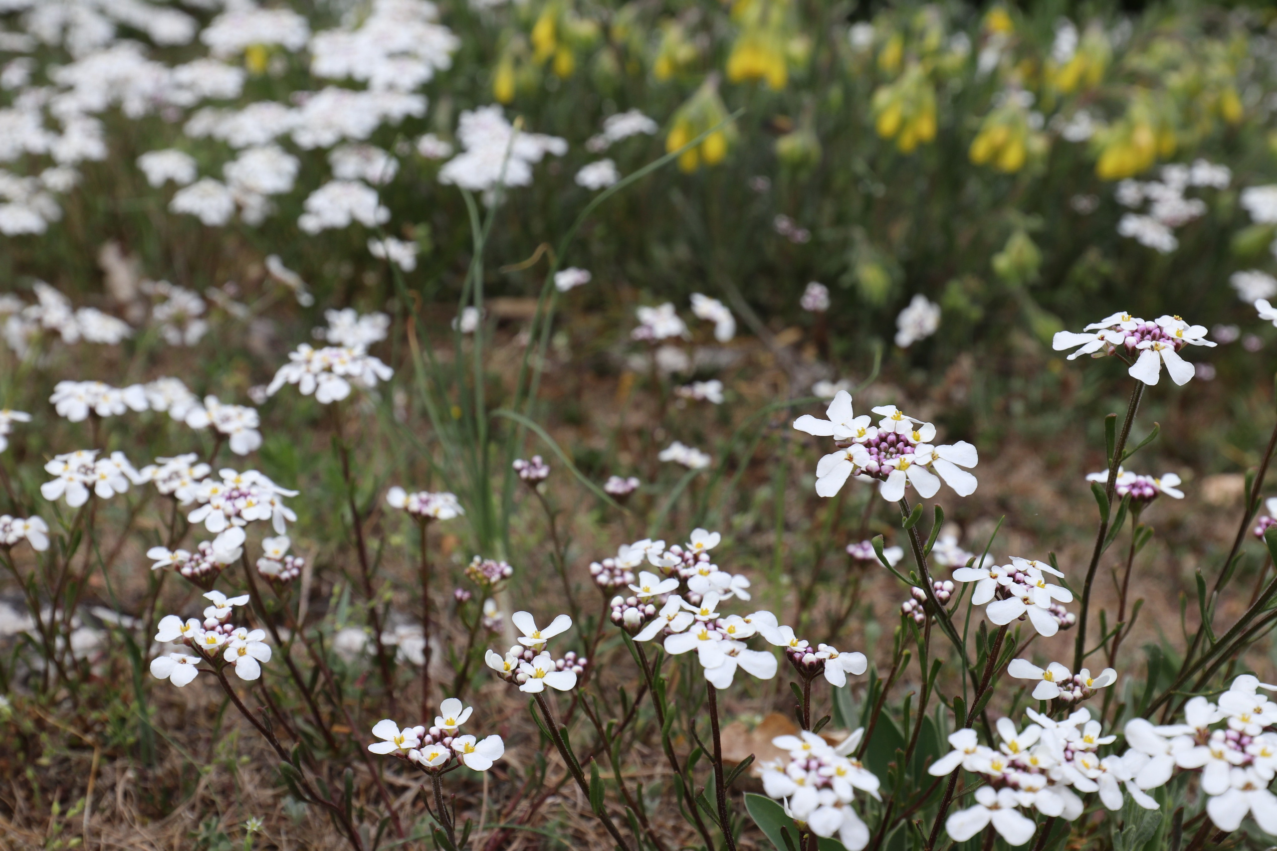 Крым. ЮБК (Бахчисарай, Демерджи, Судак). Первый скалолазный выезд. Май 2019. Путешественник-фотограф из Санкт-Петербурга Татьяна Свистулина