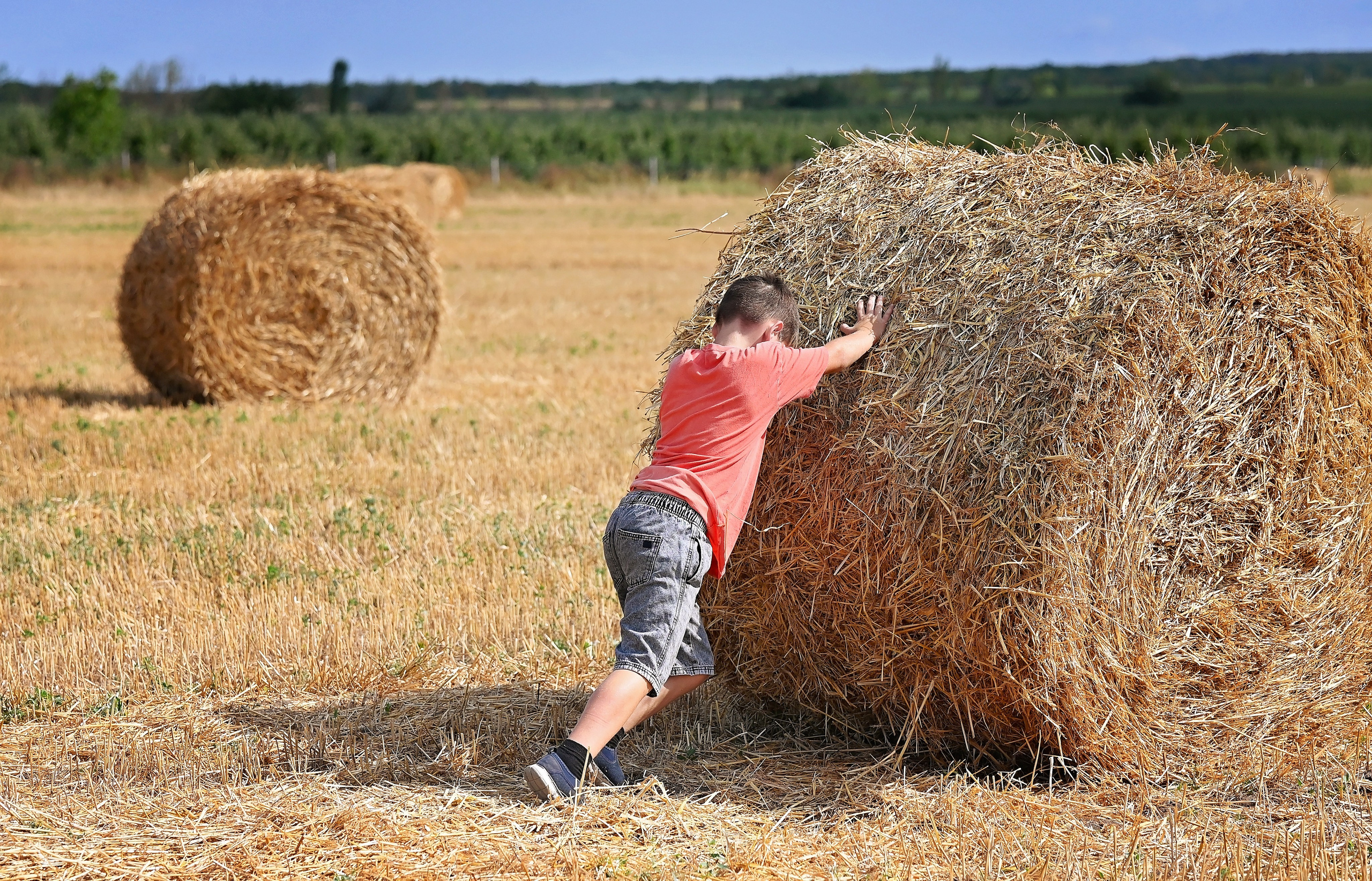 Сено. Главная