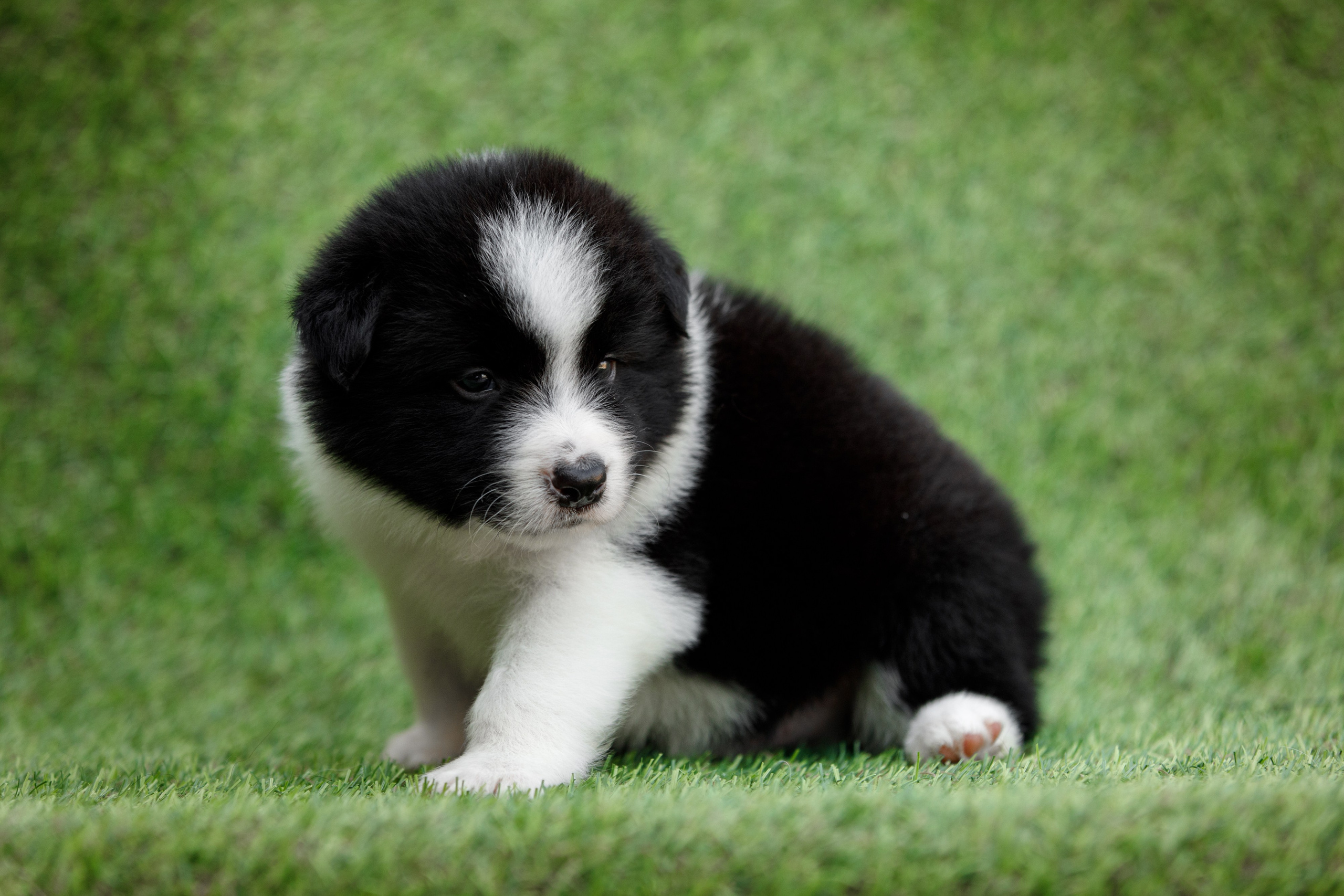 Смешарики. О нас