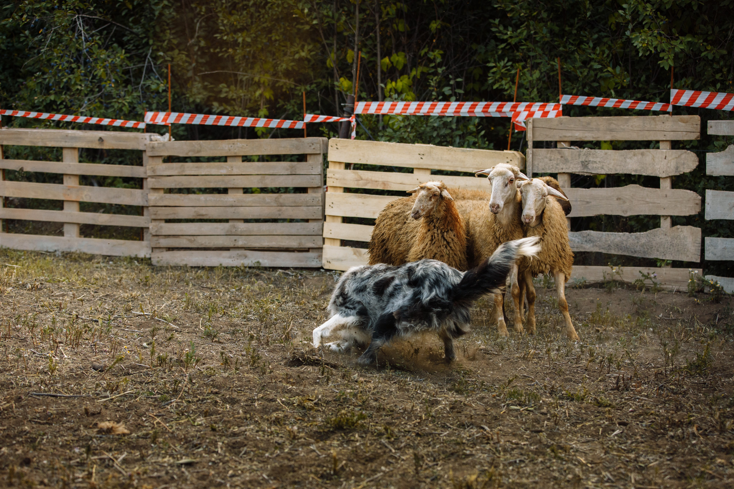 Овечий день. О нас