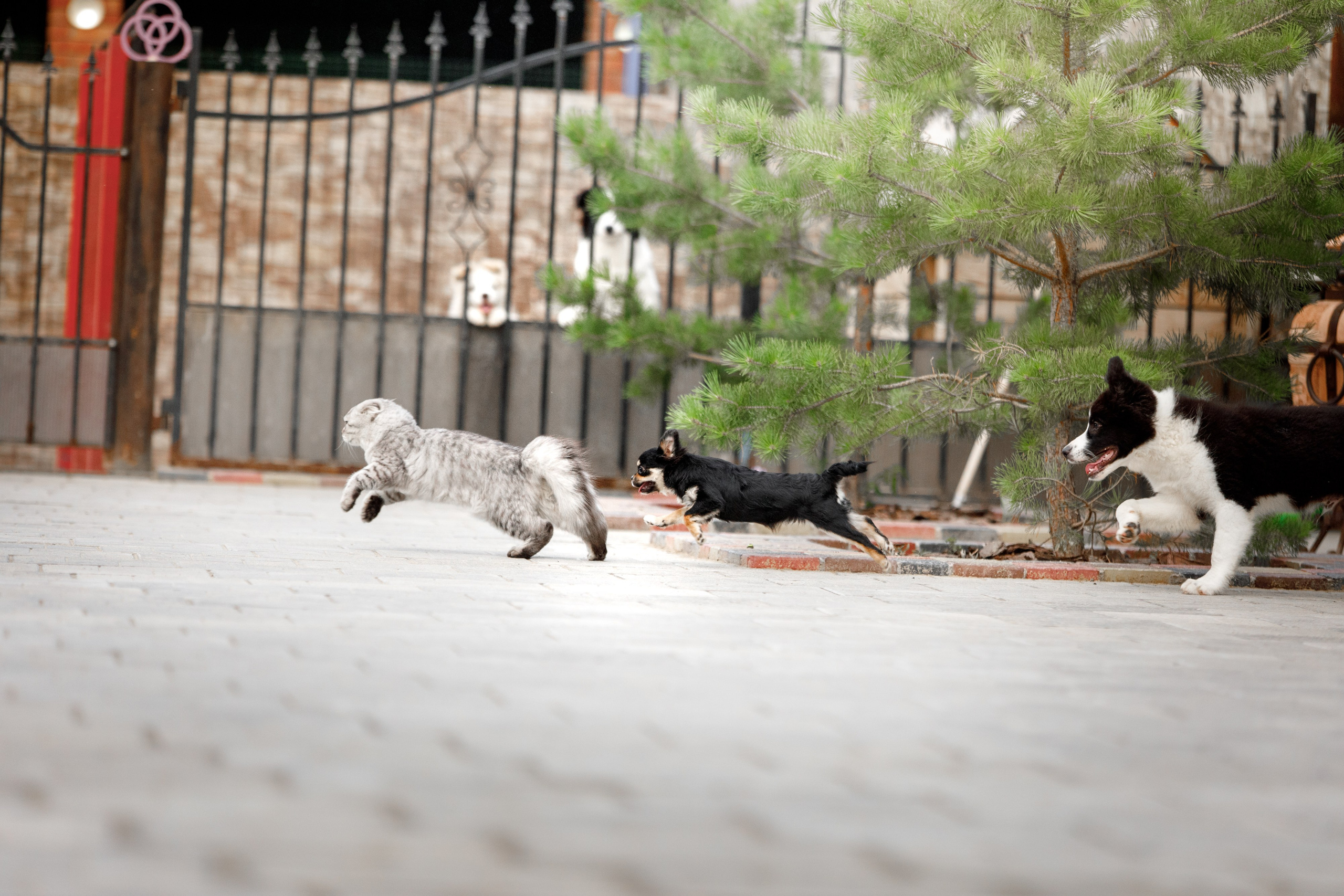 Болтовня в саду. О нас