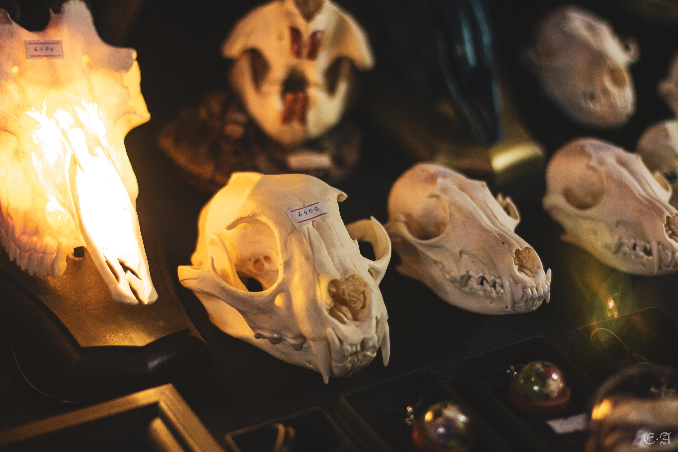 Фестиваль MABON 2022. Фотограф Ellairen