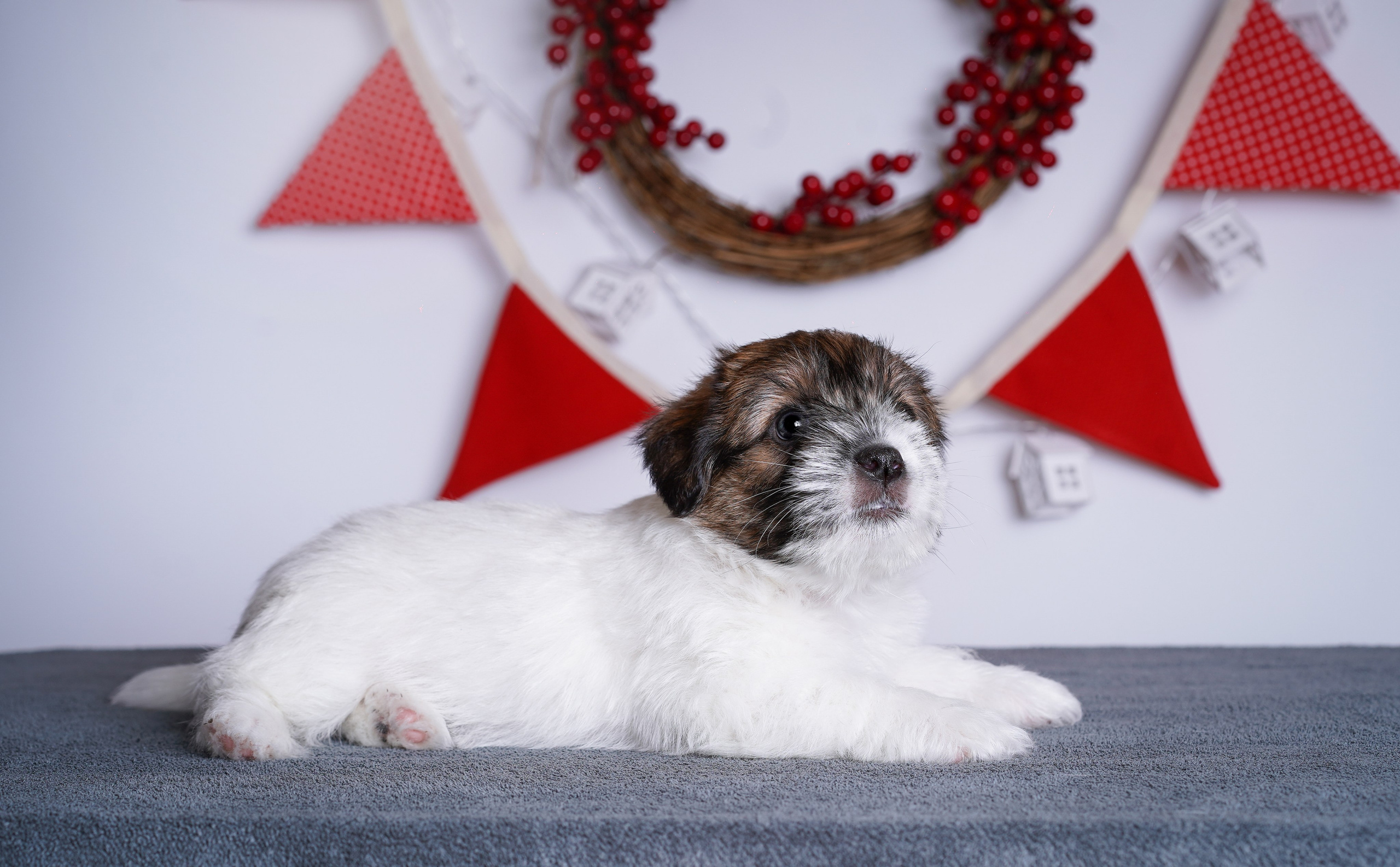 Щенки джек-рассела. Фотограф-анималист в Санкт-Петербурге Яна Мартынова