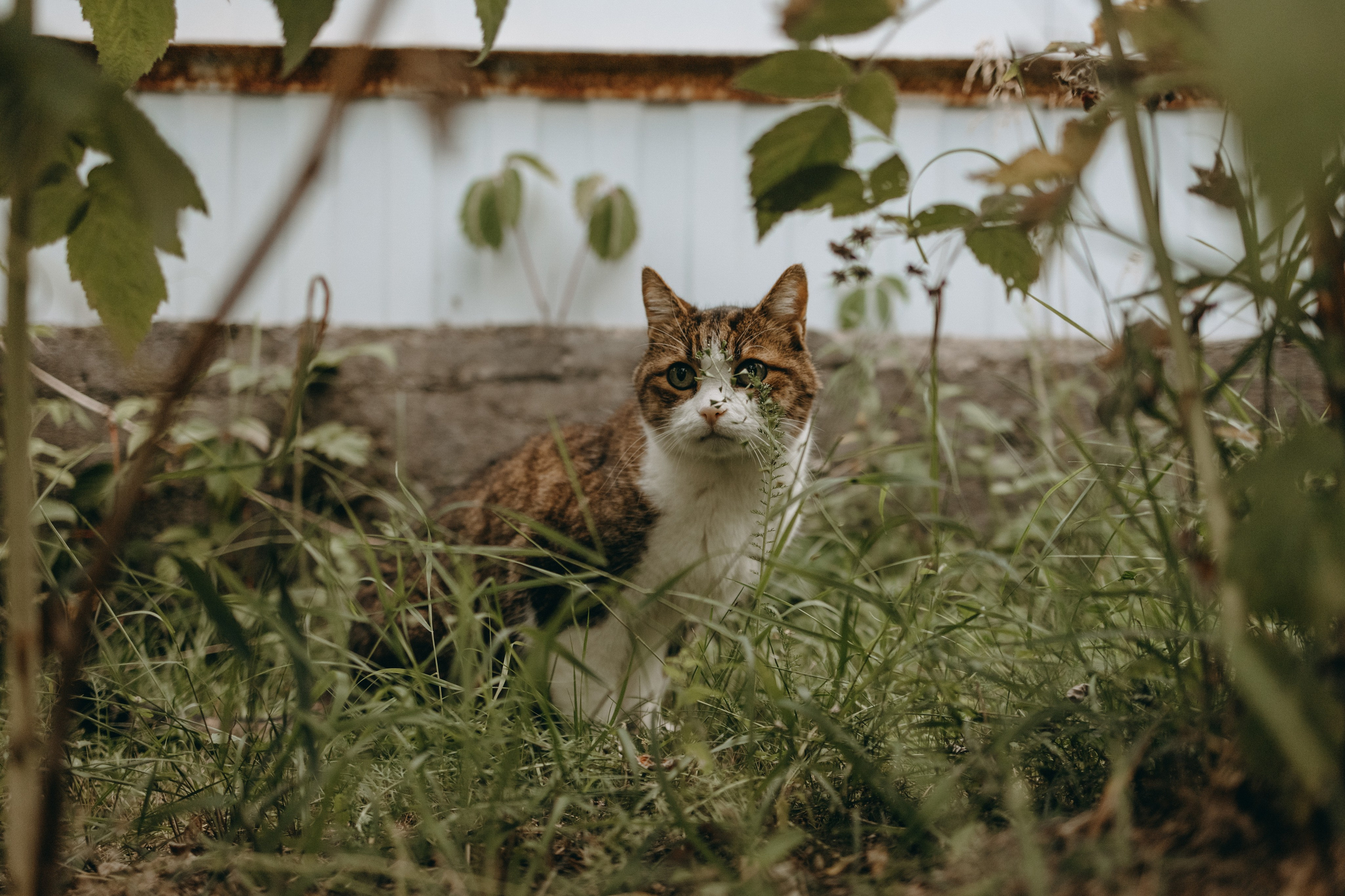 Дом у реки. Фотограф — Анималист | Санкт-Петербург
