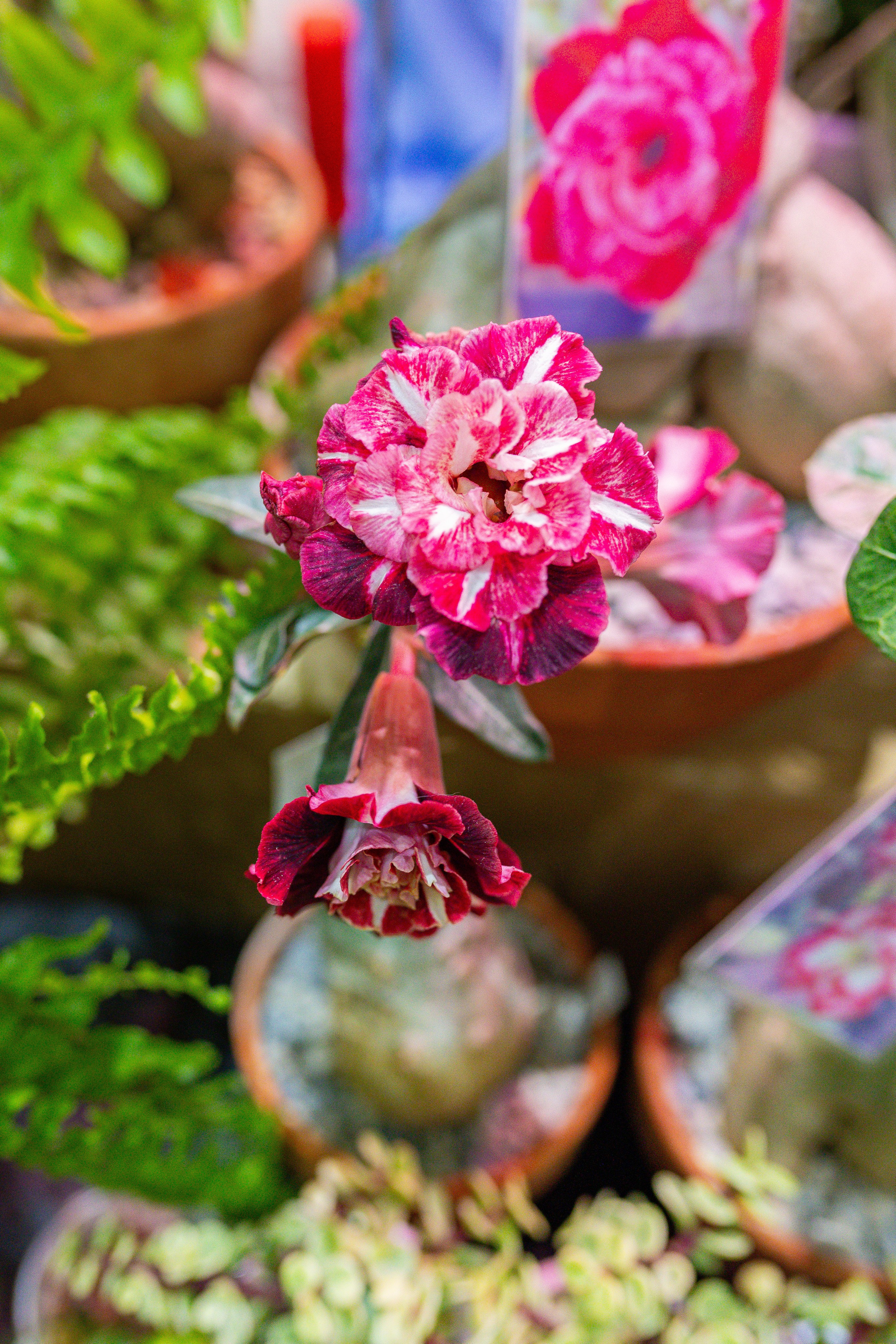 Орхидиум 12.2025. Александра Куликова фотограф, Москва