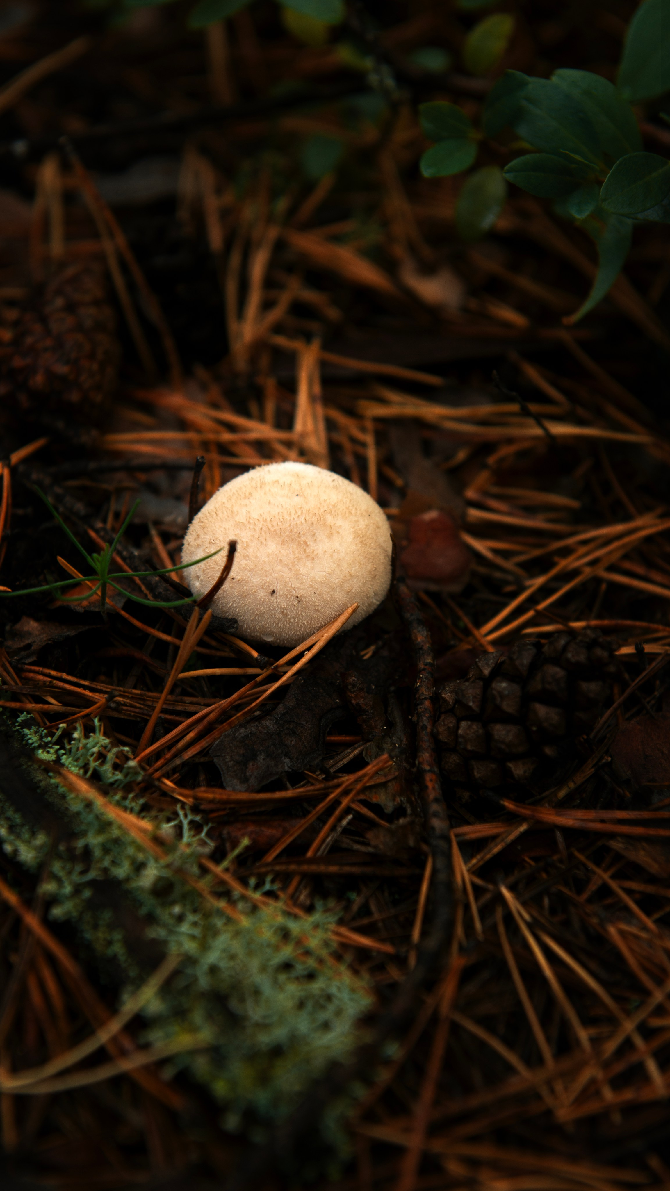 Ну вот как эту красоту не показать? А точнее, как о ней рассказать, если не показать?. Предметный фотограф и ретушер Улан-Удэ Алла Белова