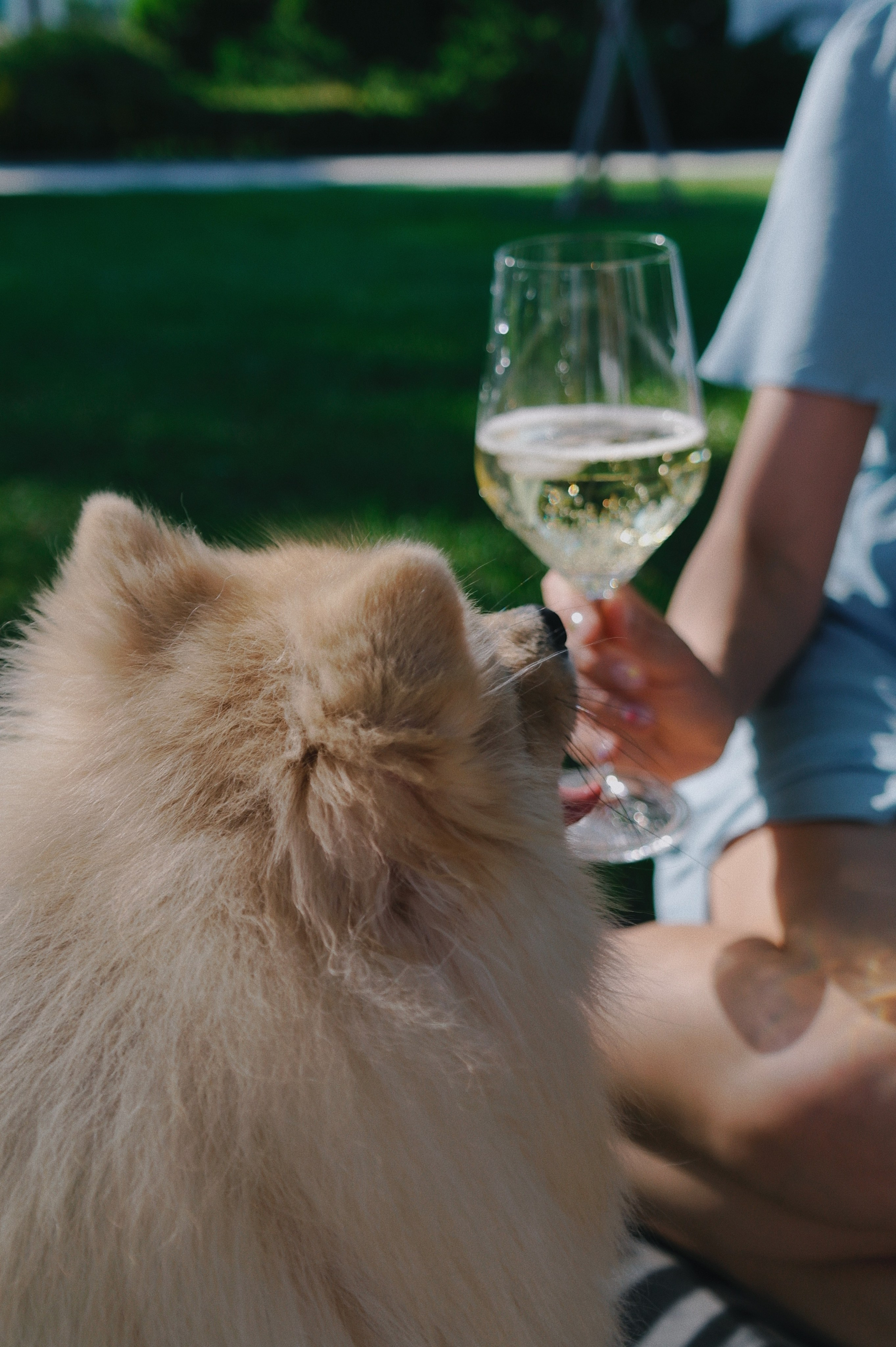 Питомцы. Татьян гертье