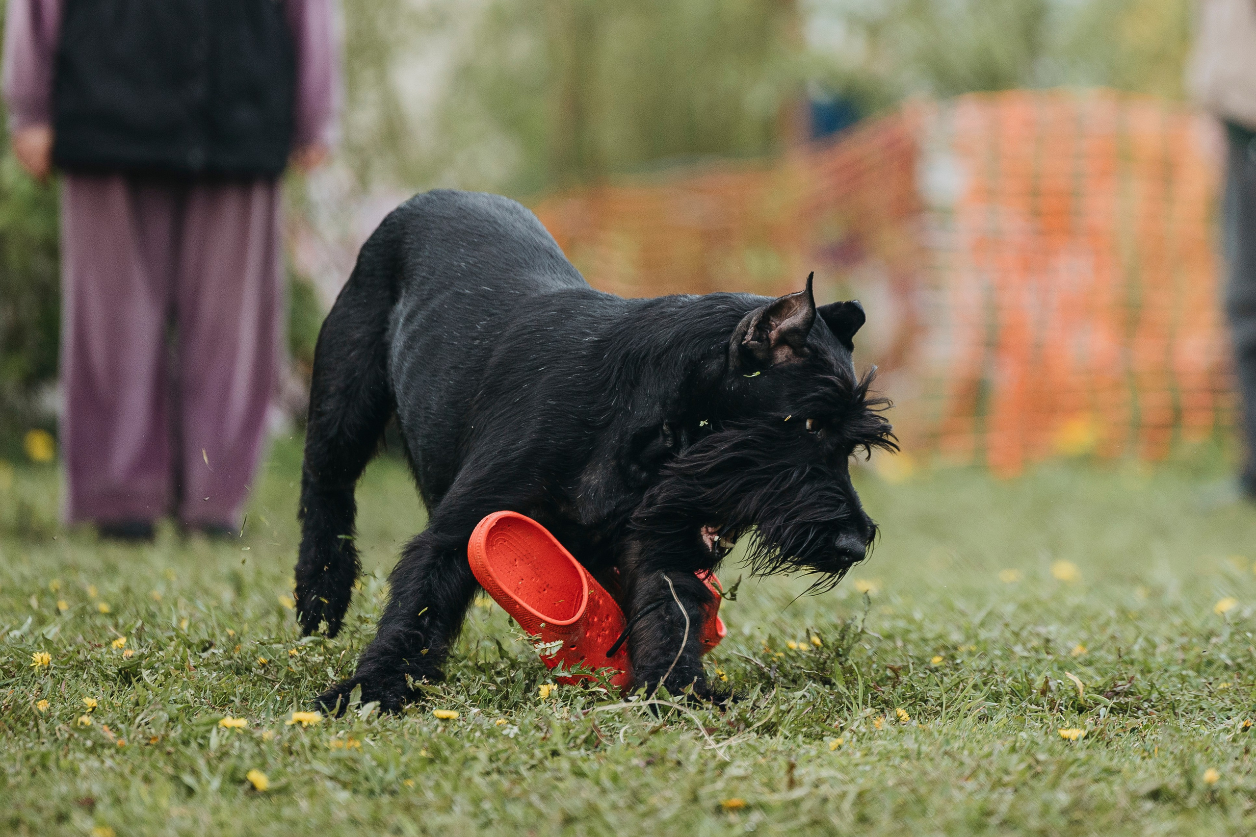 26.05.25 г. Пушкин квалификационные соревнования. Фотограф-анималист Анна Маринич