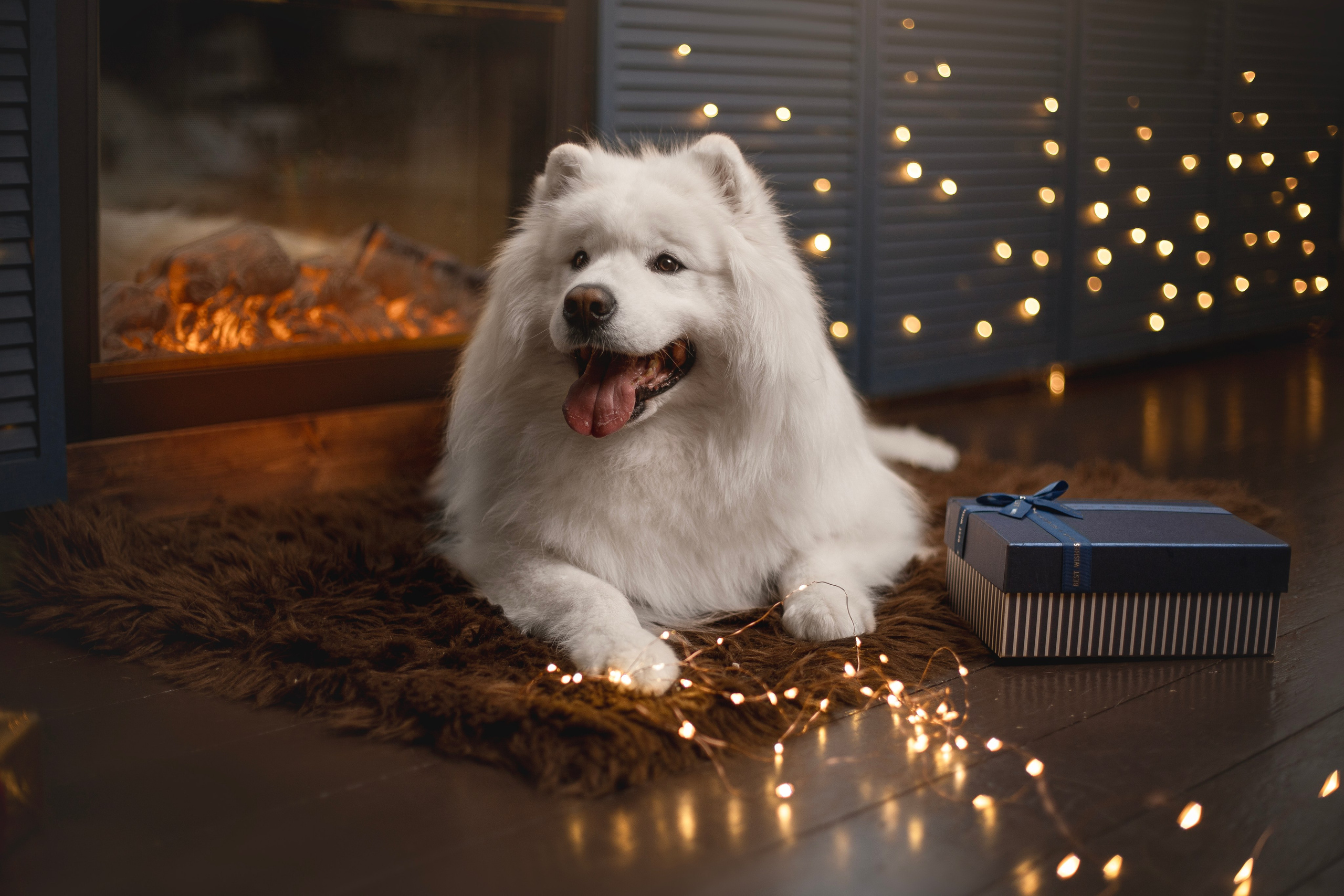 Фотосъемка собак в студии. Фотограф анималист в Москве Майорова Евгения