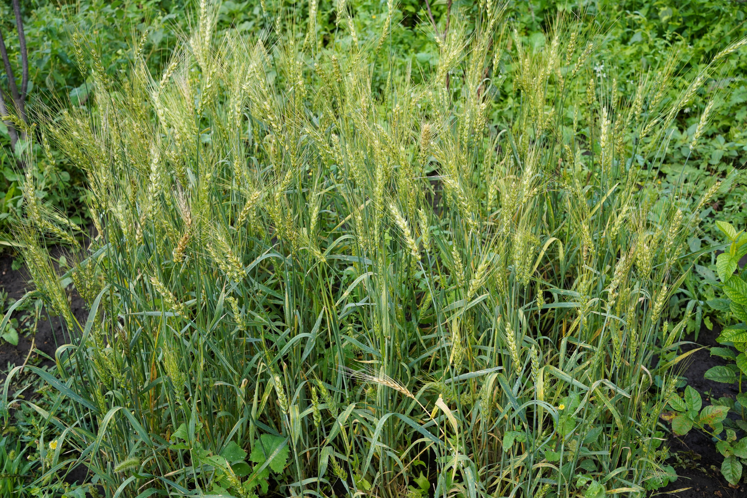 1 квадратный метр земли. Margarita Khatmullina