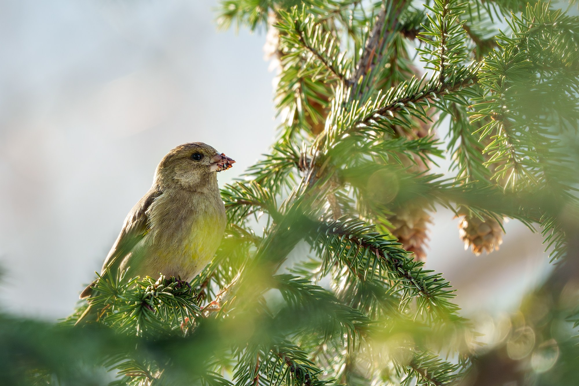Удивительные мир птиц. Вокруг нас столько прекрасного — присмотритесь!. Ваш личный фотограф Марина Волкова
