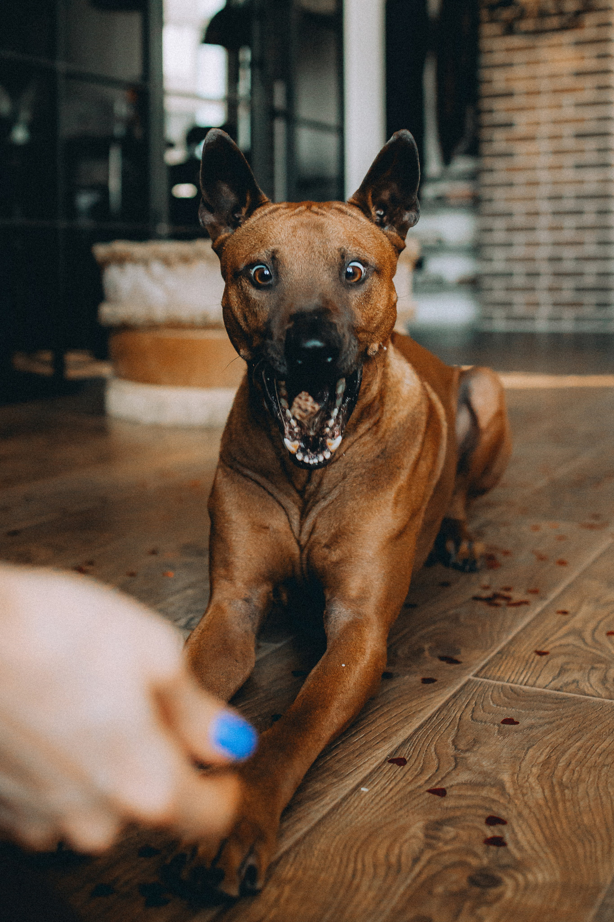 Оксана и Зевс