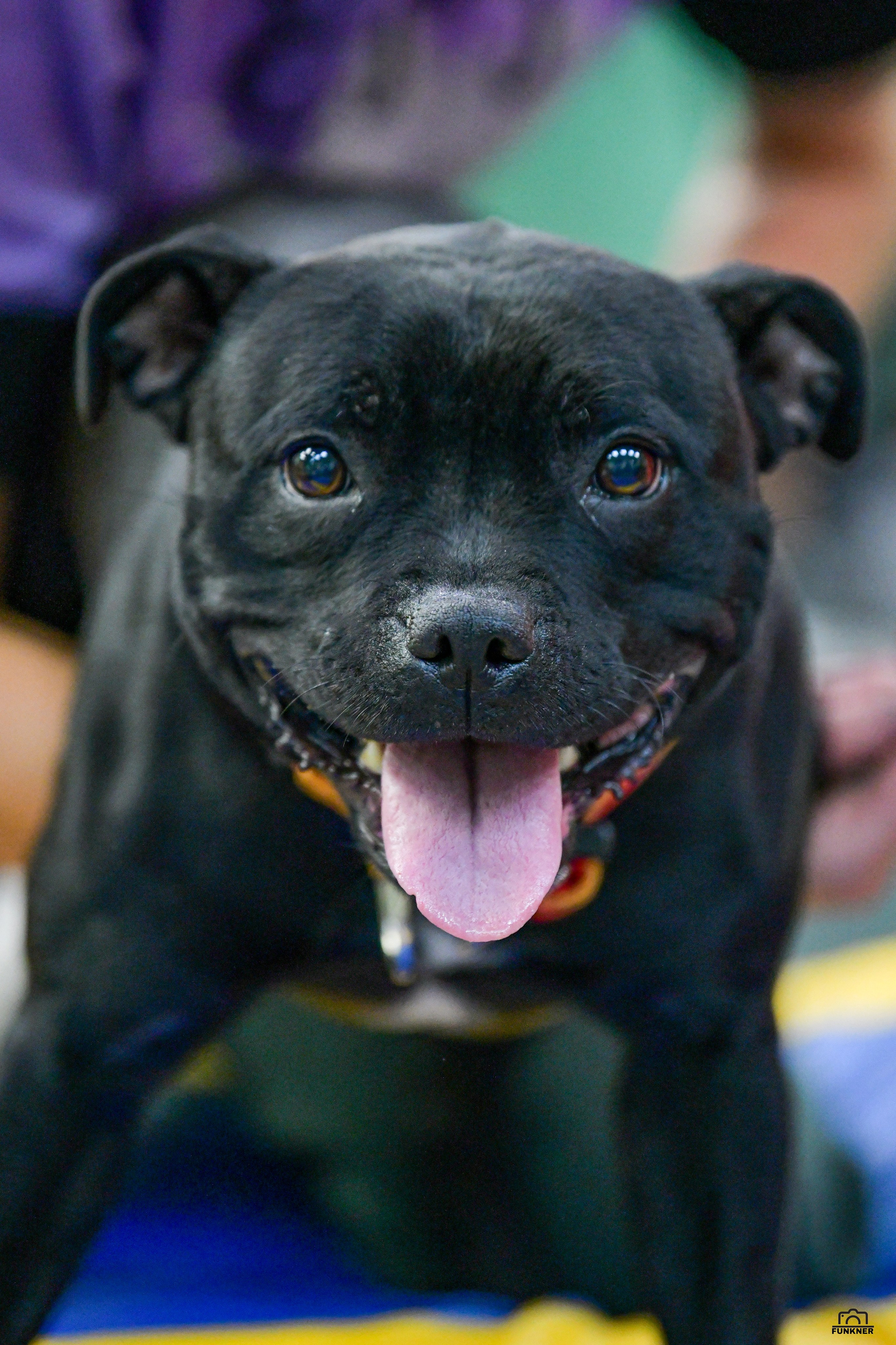 Кинологический клуб «Бодрый хвост». Свой взгляд через объектив