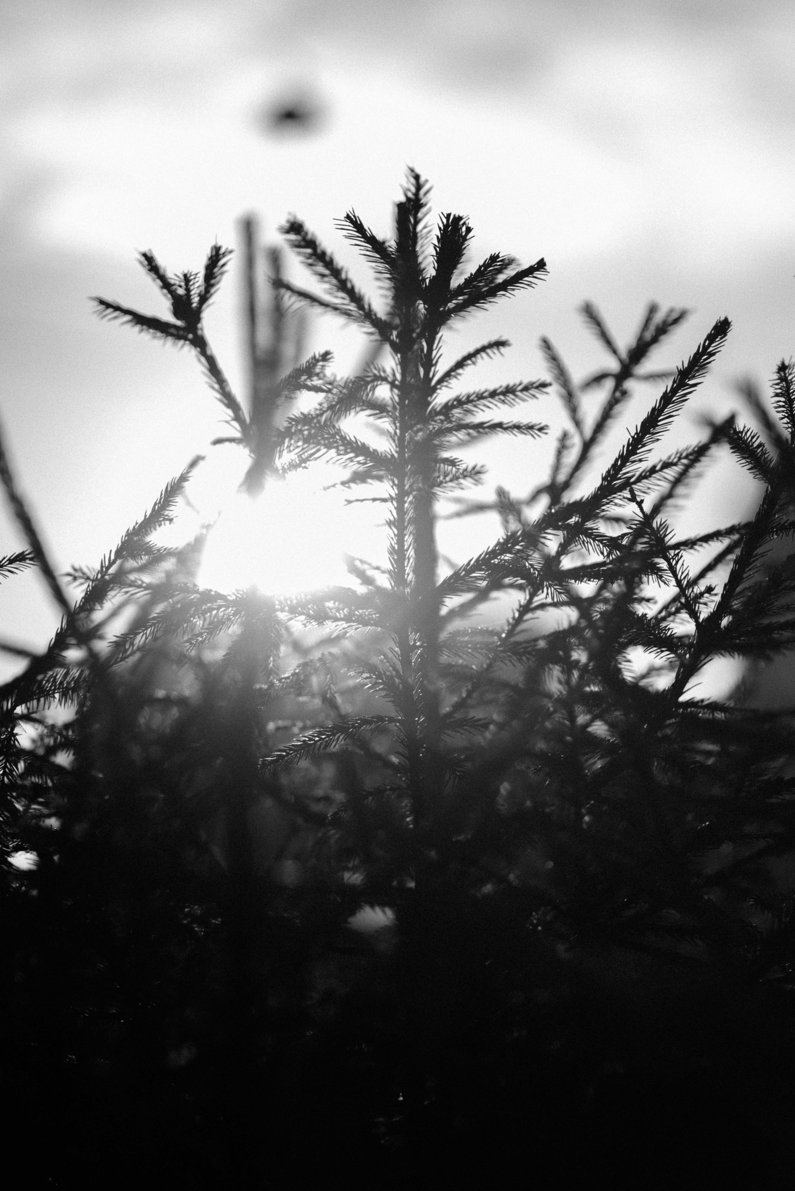 Наташа. Свадебный и портретный фотограф Анастасия Тетёркина, Брянск и Санкт-Петербург