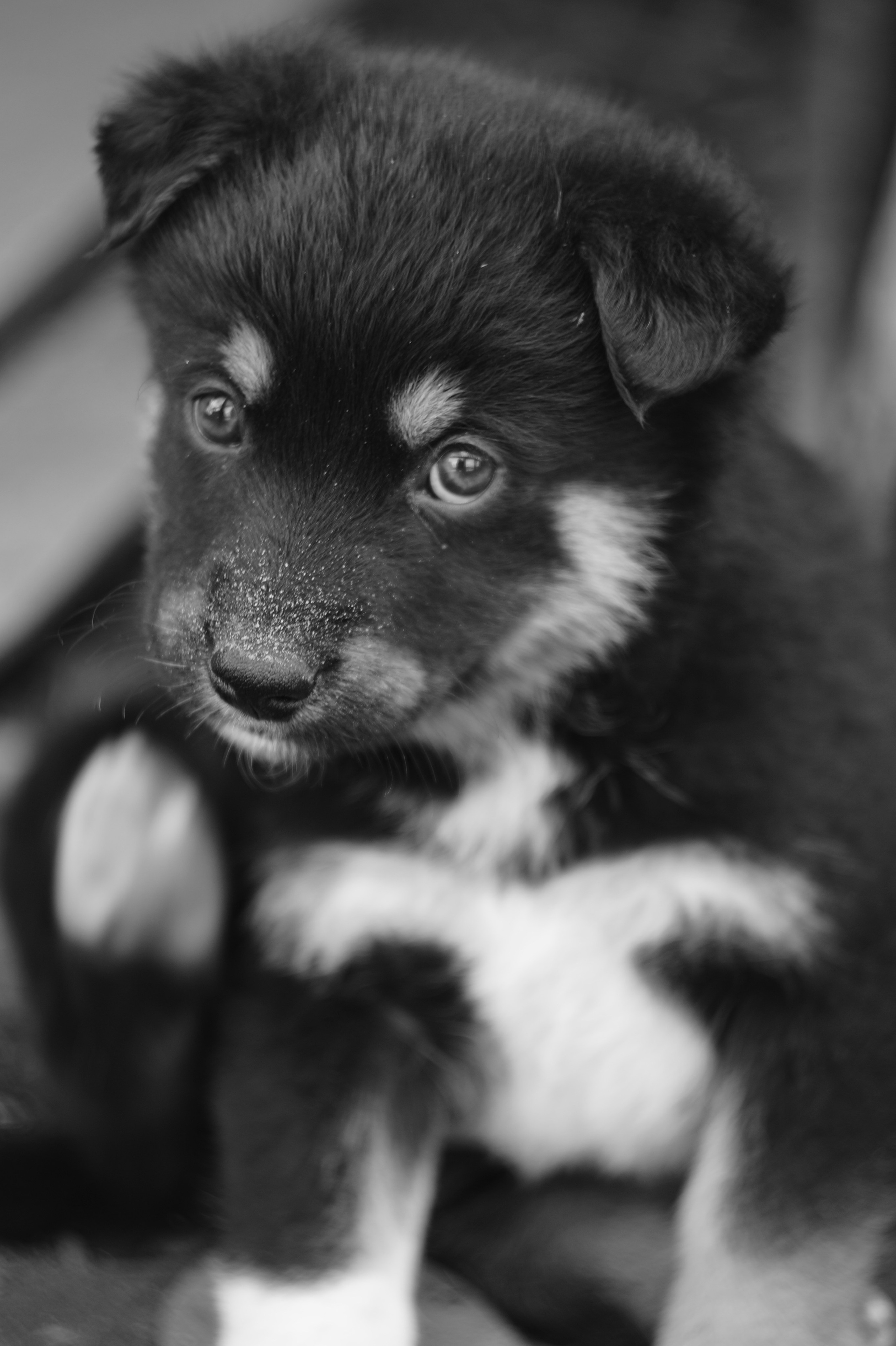 Dogs. Профессиональный фотограф