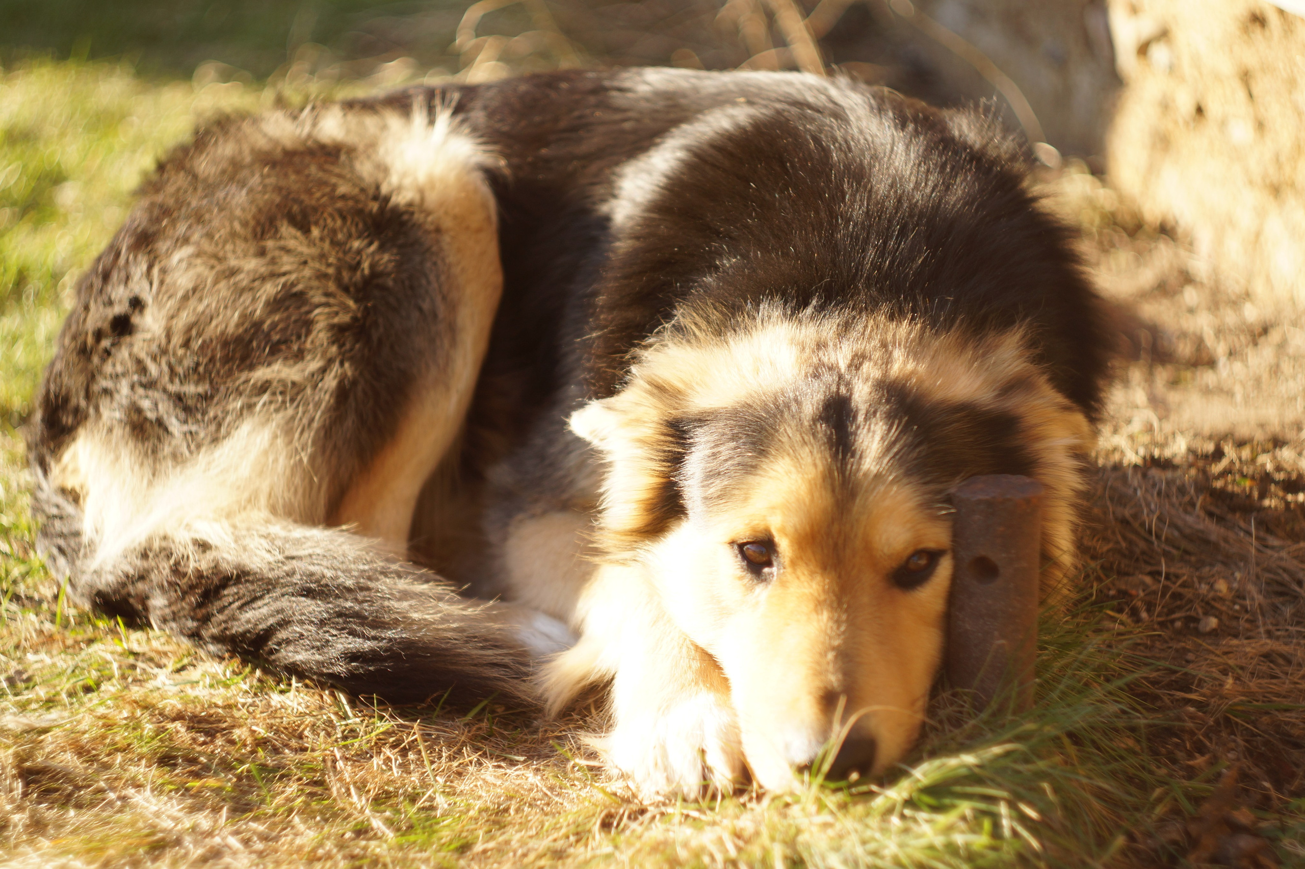 Dogs. Профессиональный фотограф