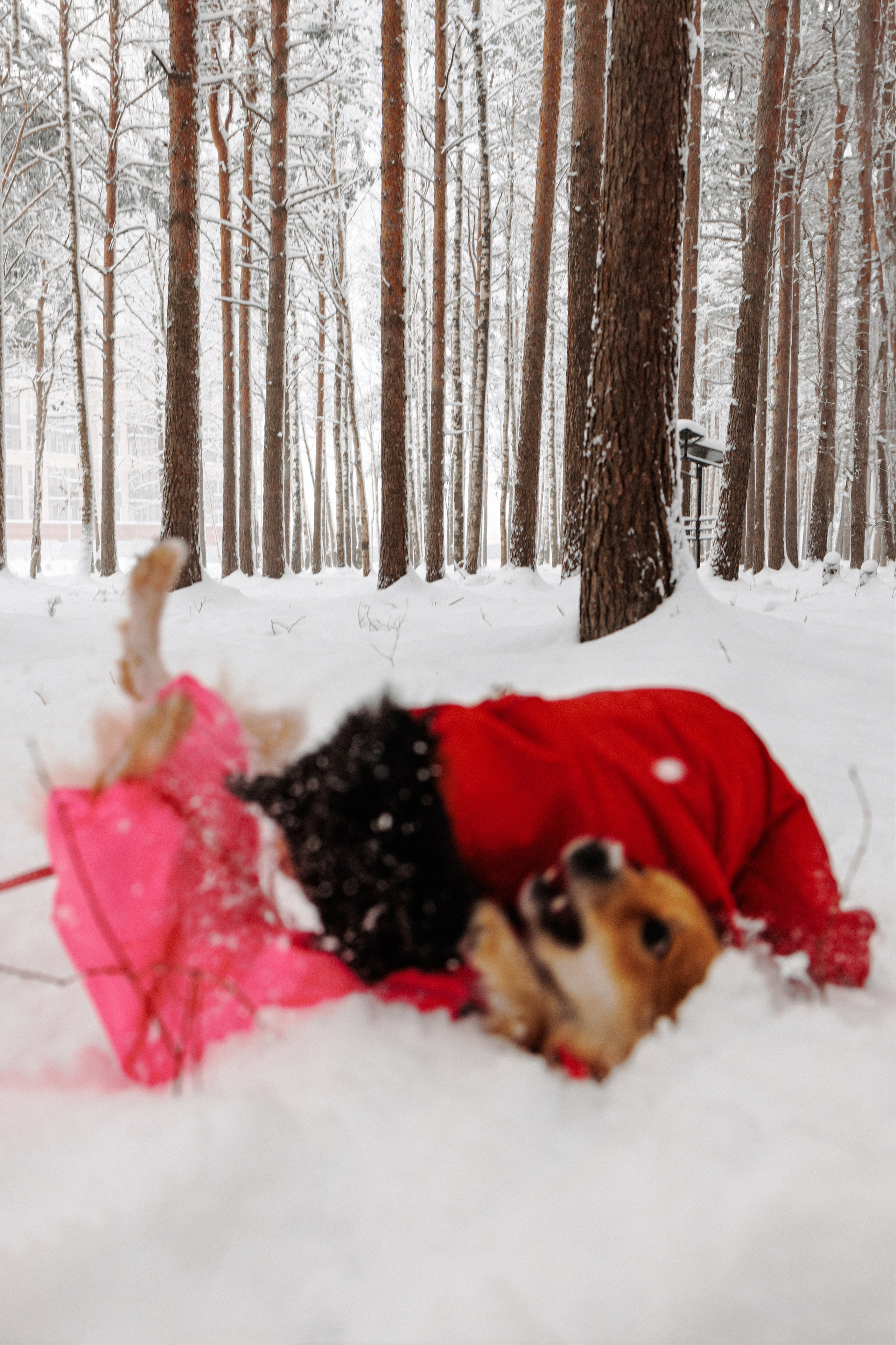 Сестры. Фотограф в Санкт-Петербурге Алёна Губинская