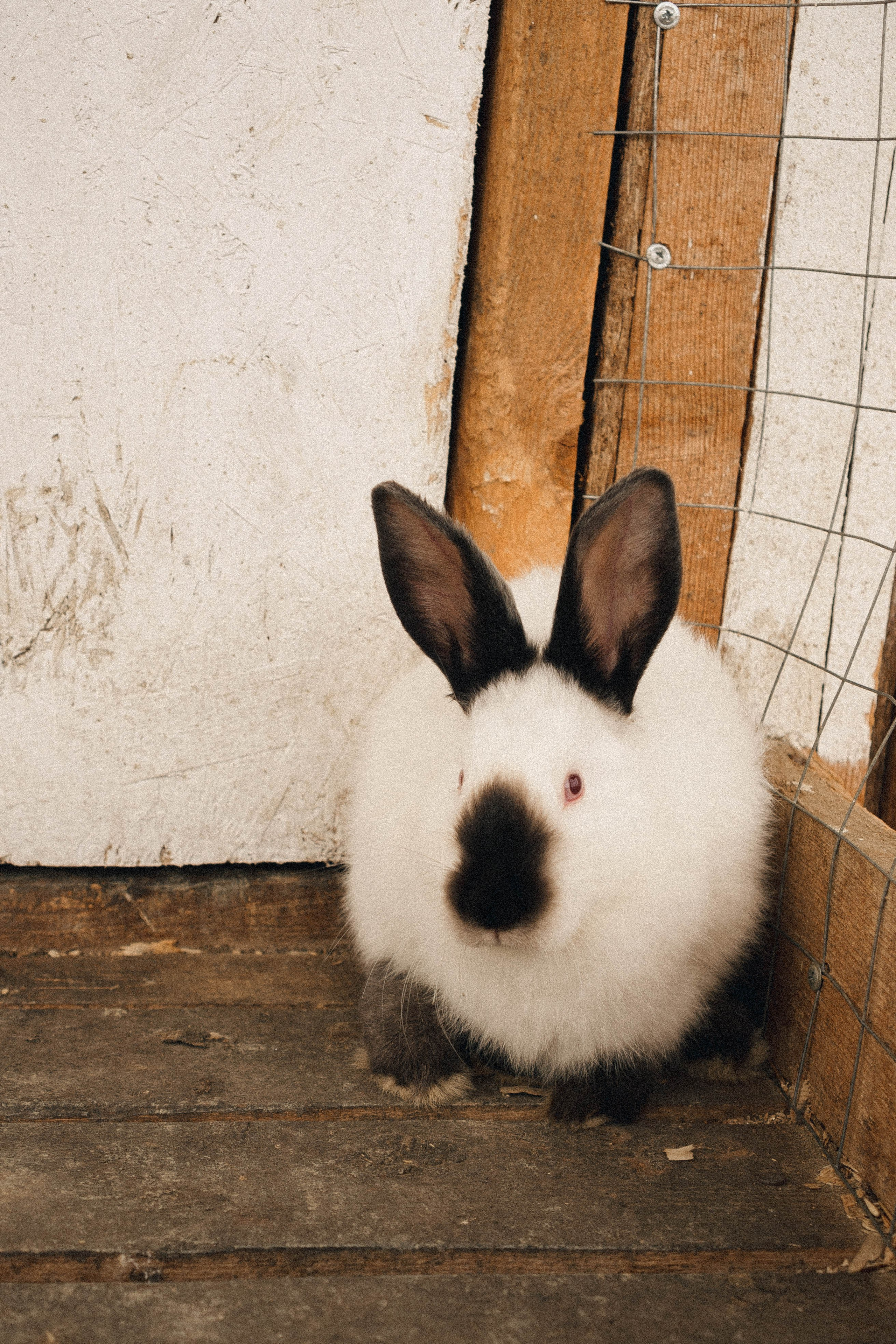 Ферма Альпак. Профессиональный фотограф, Санкт-Петербург — Виктория Богомолова