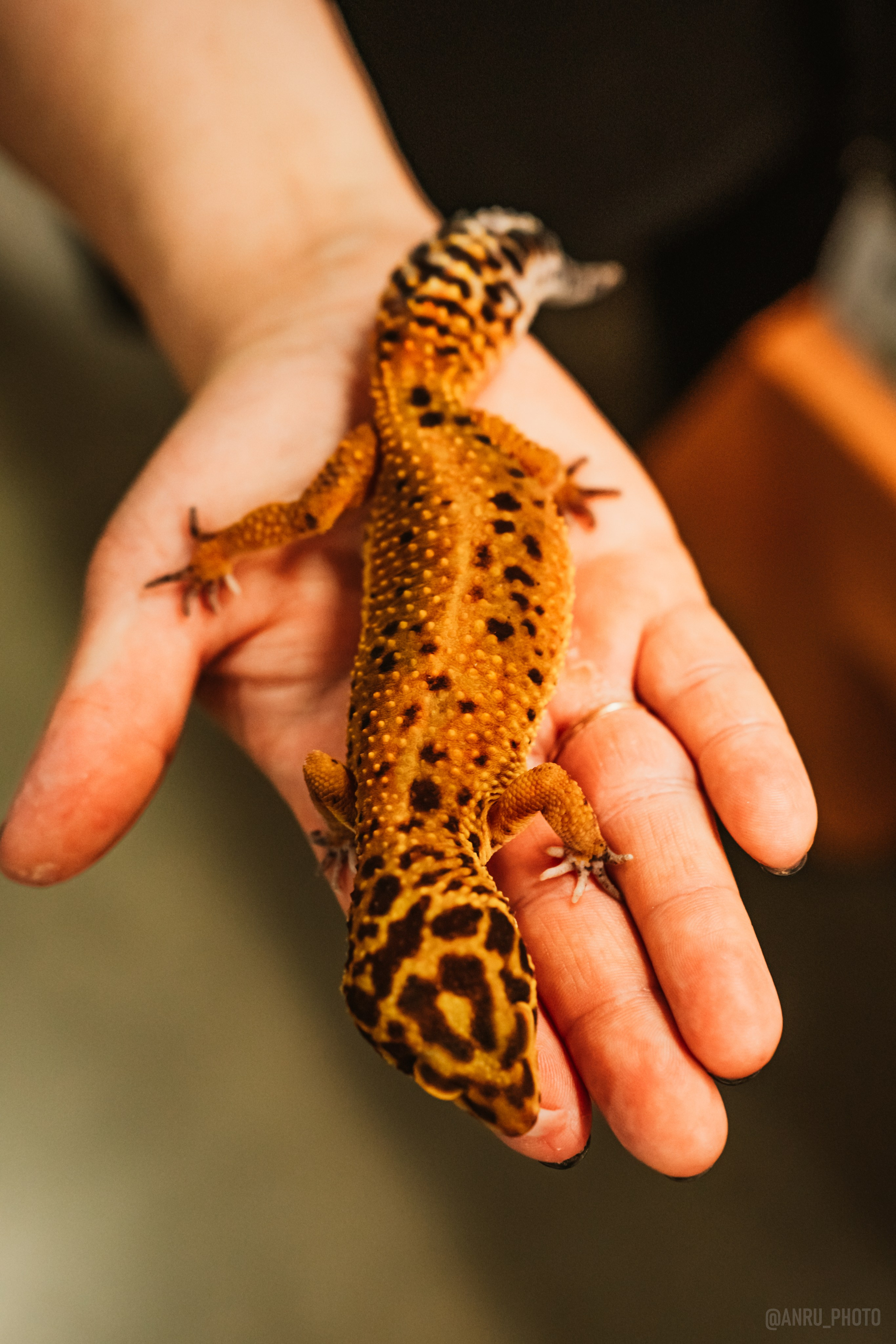 Рептилиум. Репортажный фотограф Анастасия Рубцова