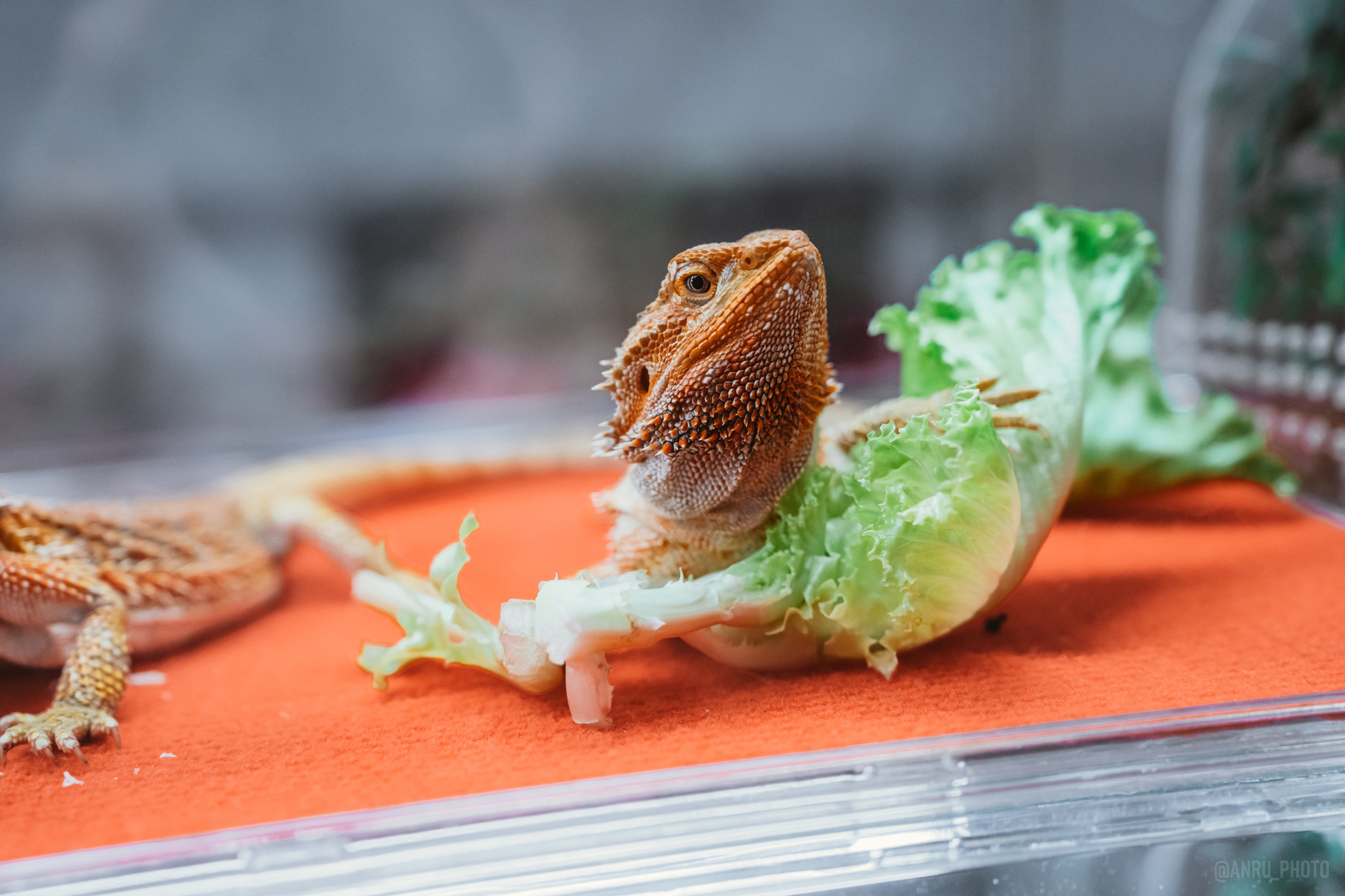 Рептилиум. Репортажный фотограф Анастасия Рубцова