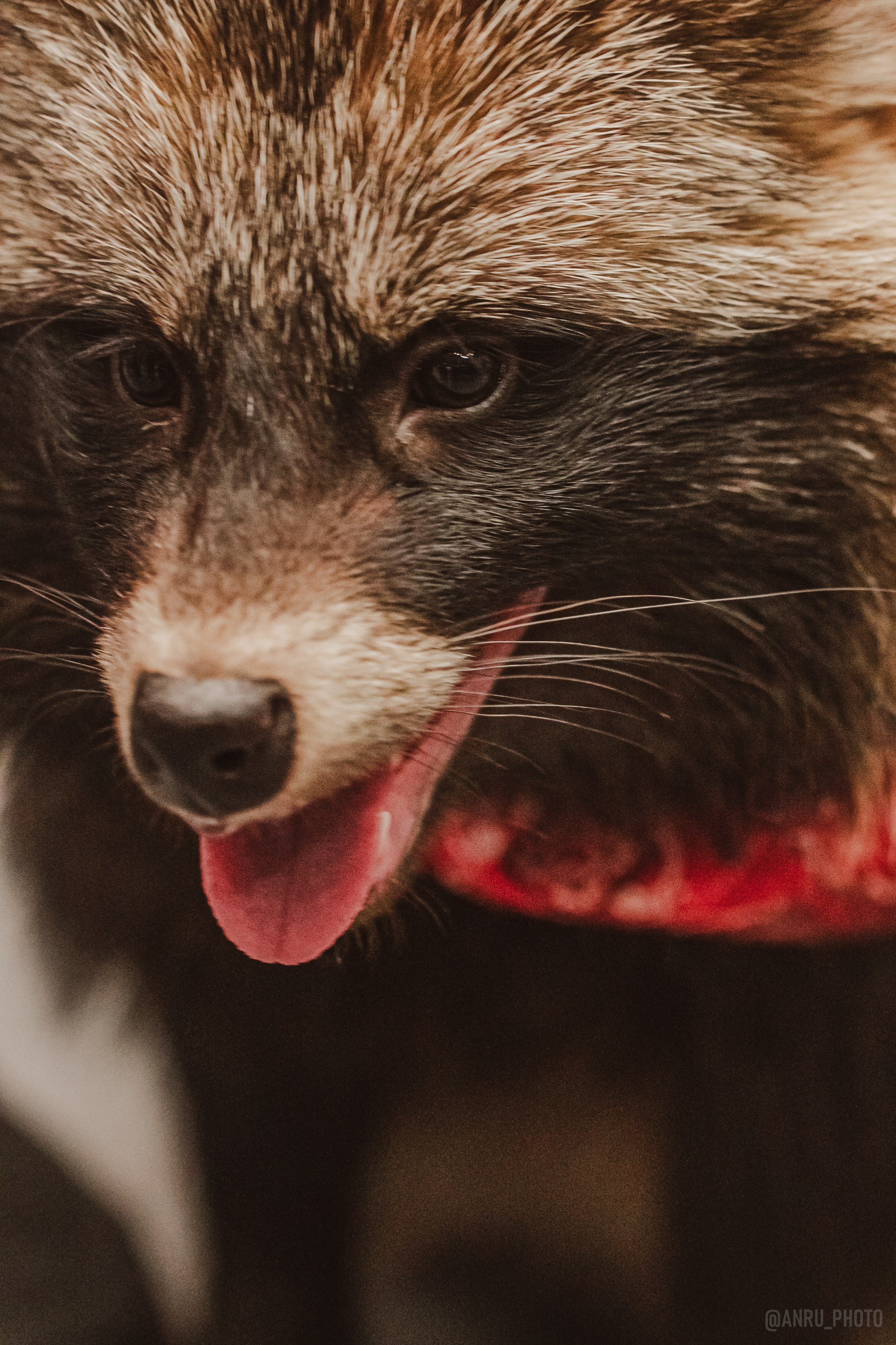 Fox Family fest. Репортажный фотограф Анастасия Рубцова