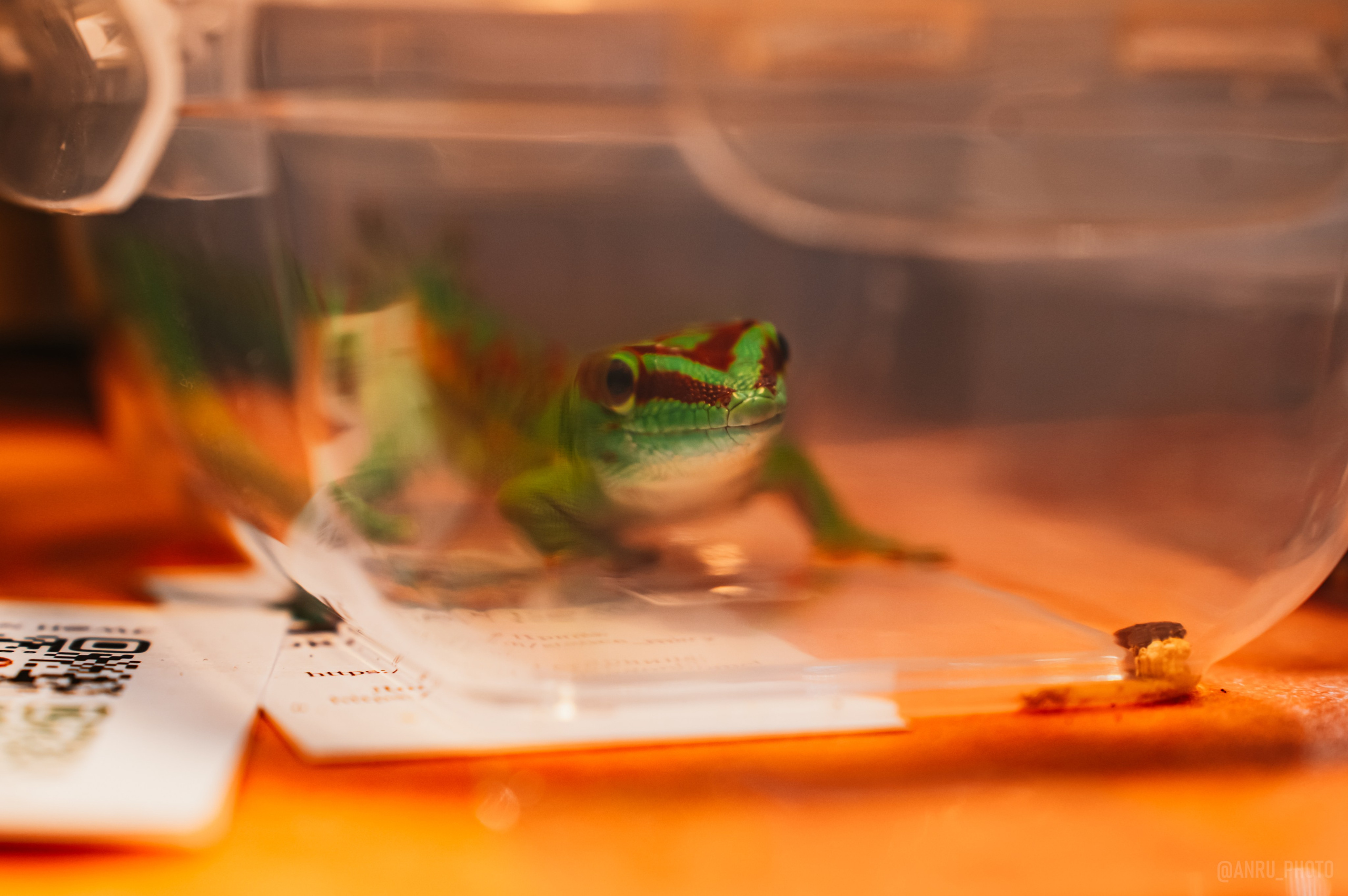 Рептилиум. Репортажный фотограф Анастасия Рубцова