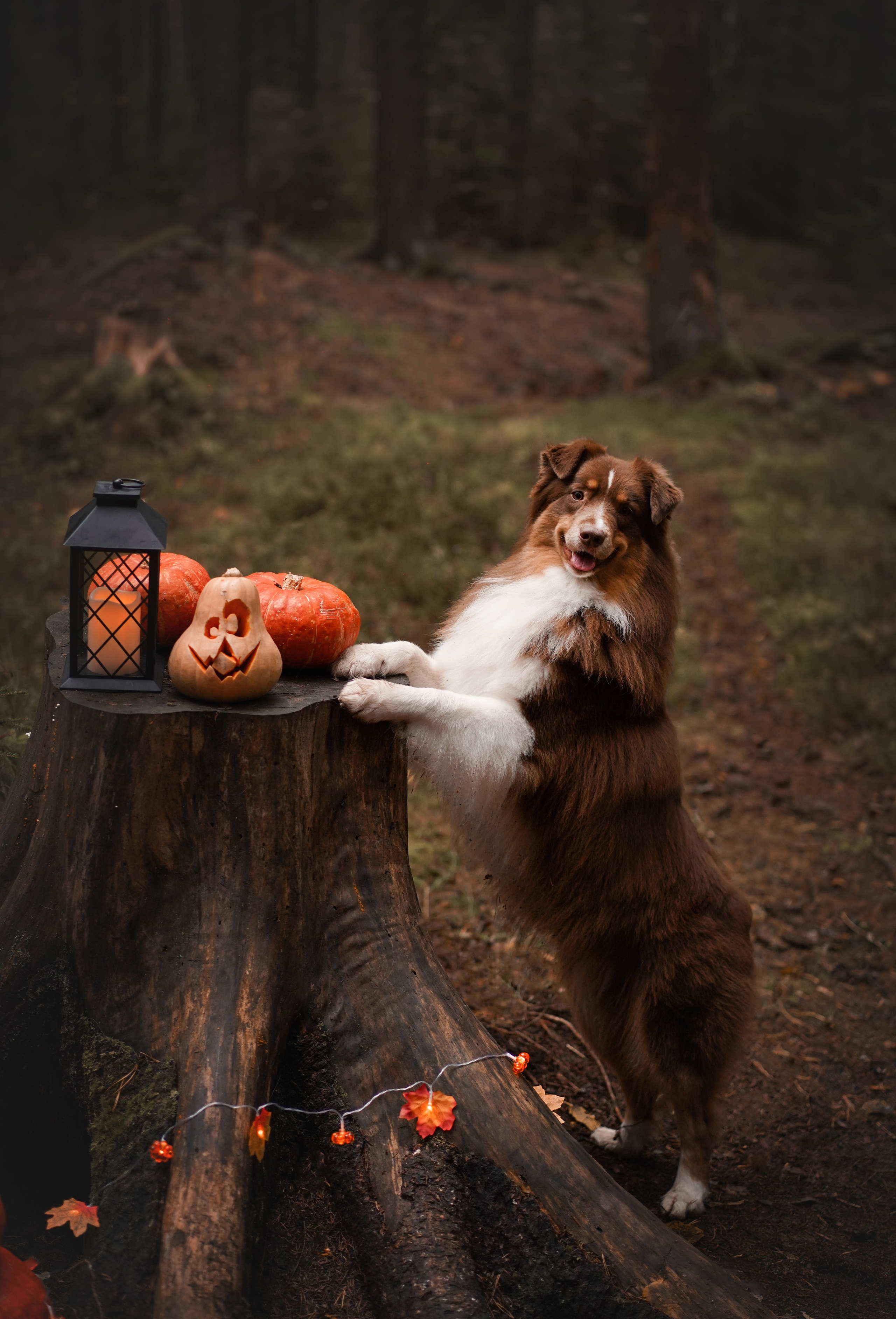 Аусси Хэллоуин 24. Фотограф-анималист в Санкт-Петербурге Яна Мартынова