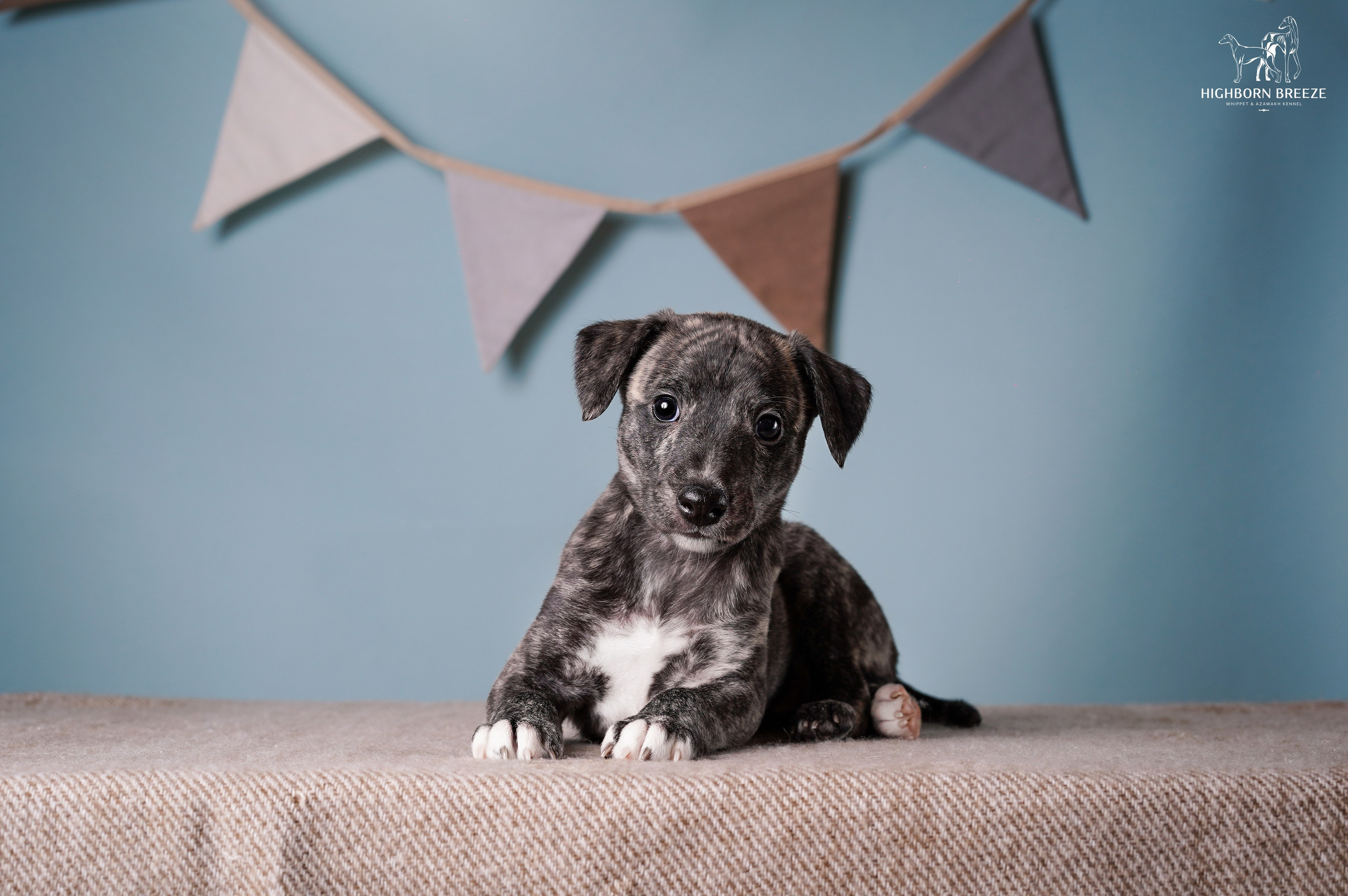 Щенки уиппета. Фотограф-анималист в Санкт-Петербурге Яна Мартынова