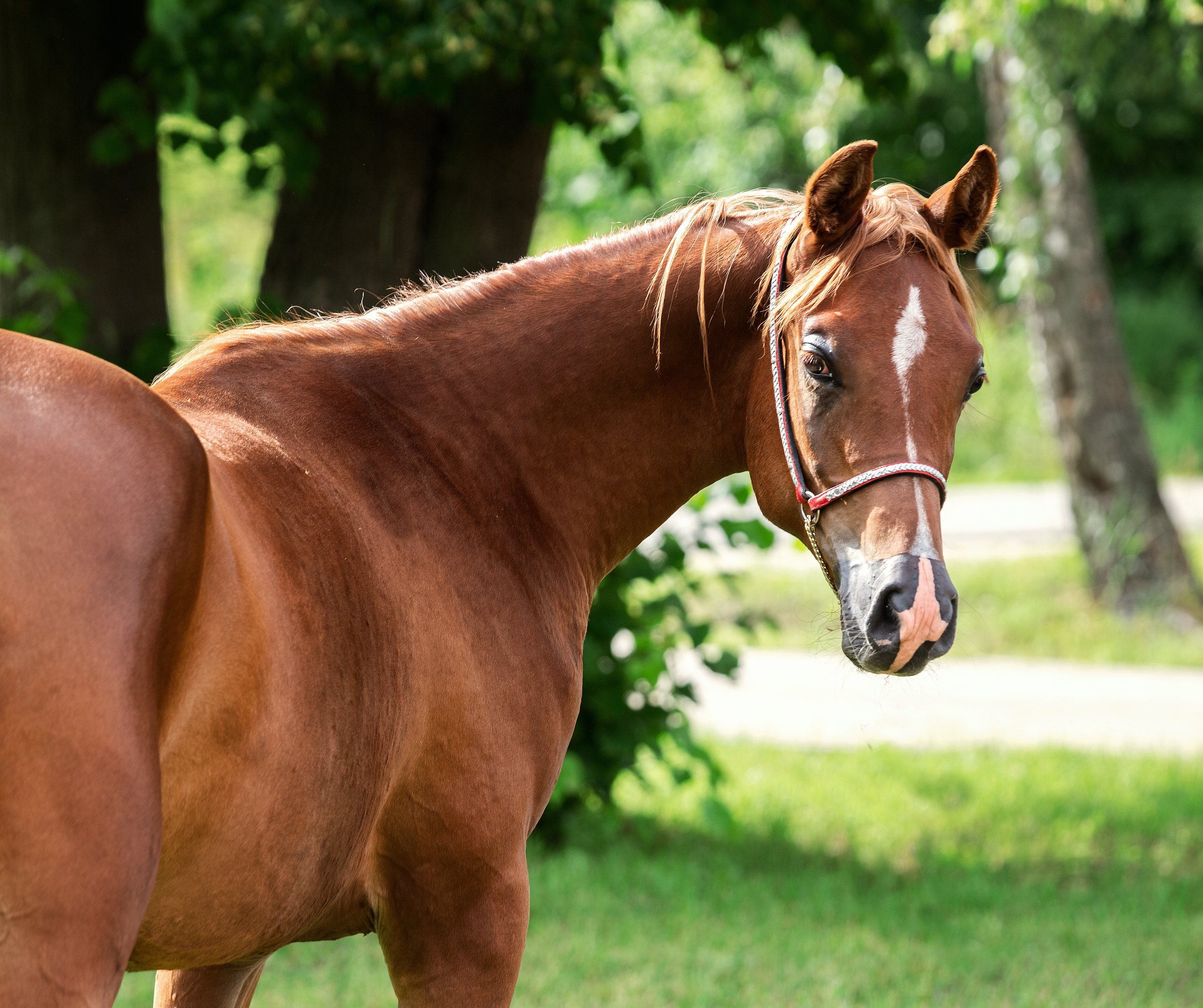 Киплинг. Фотограф в Москве Дудкова Юлия