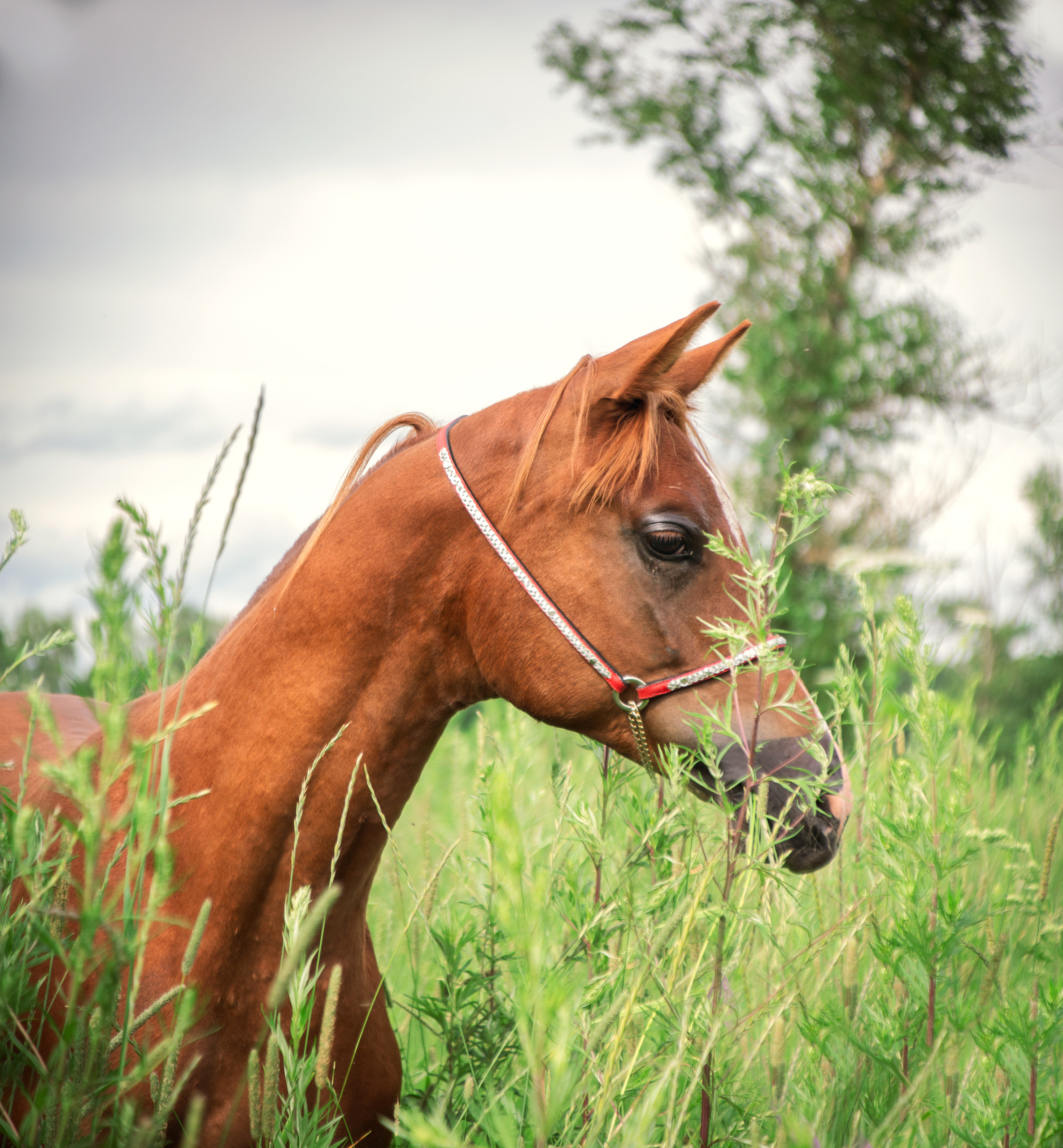 Киплинг. Фотограф в Москве Дудкова Юлия