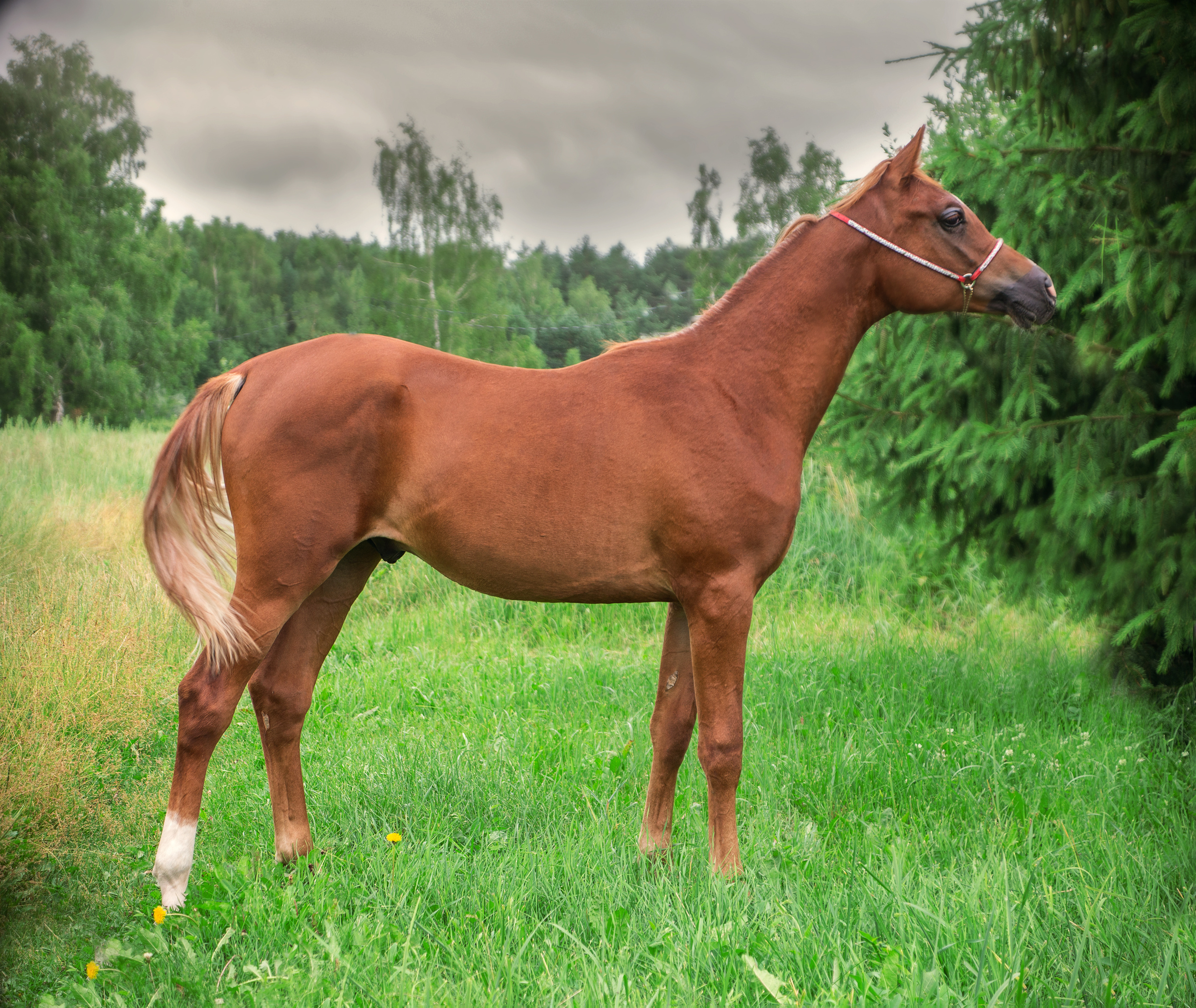 Киплинг. Фотограф в Москве Дудкова Юлия