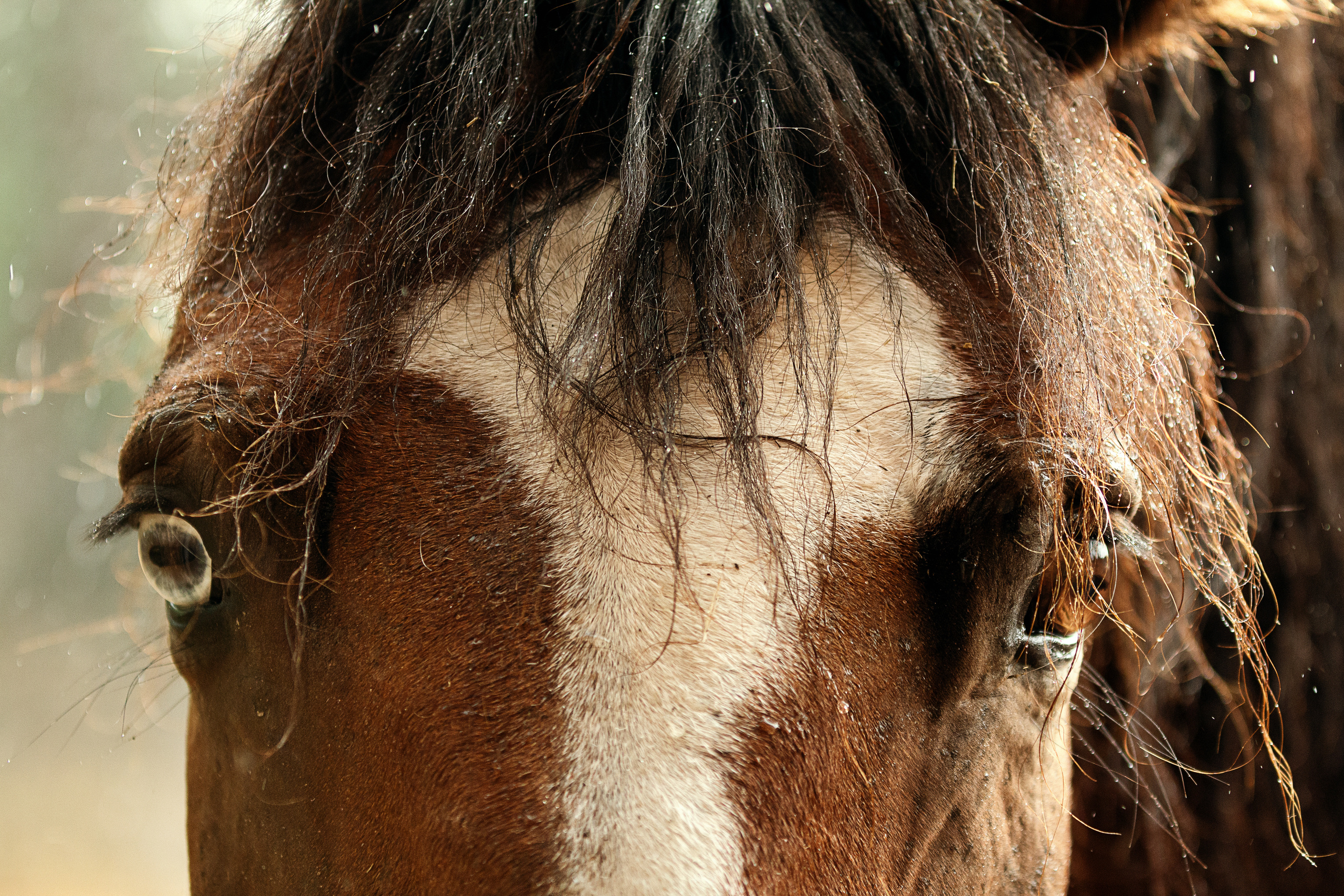 Другие лошади. Фотограф в Москве Дудкова Юлия