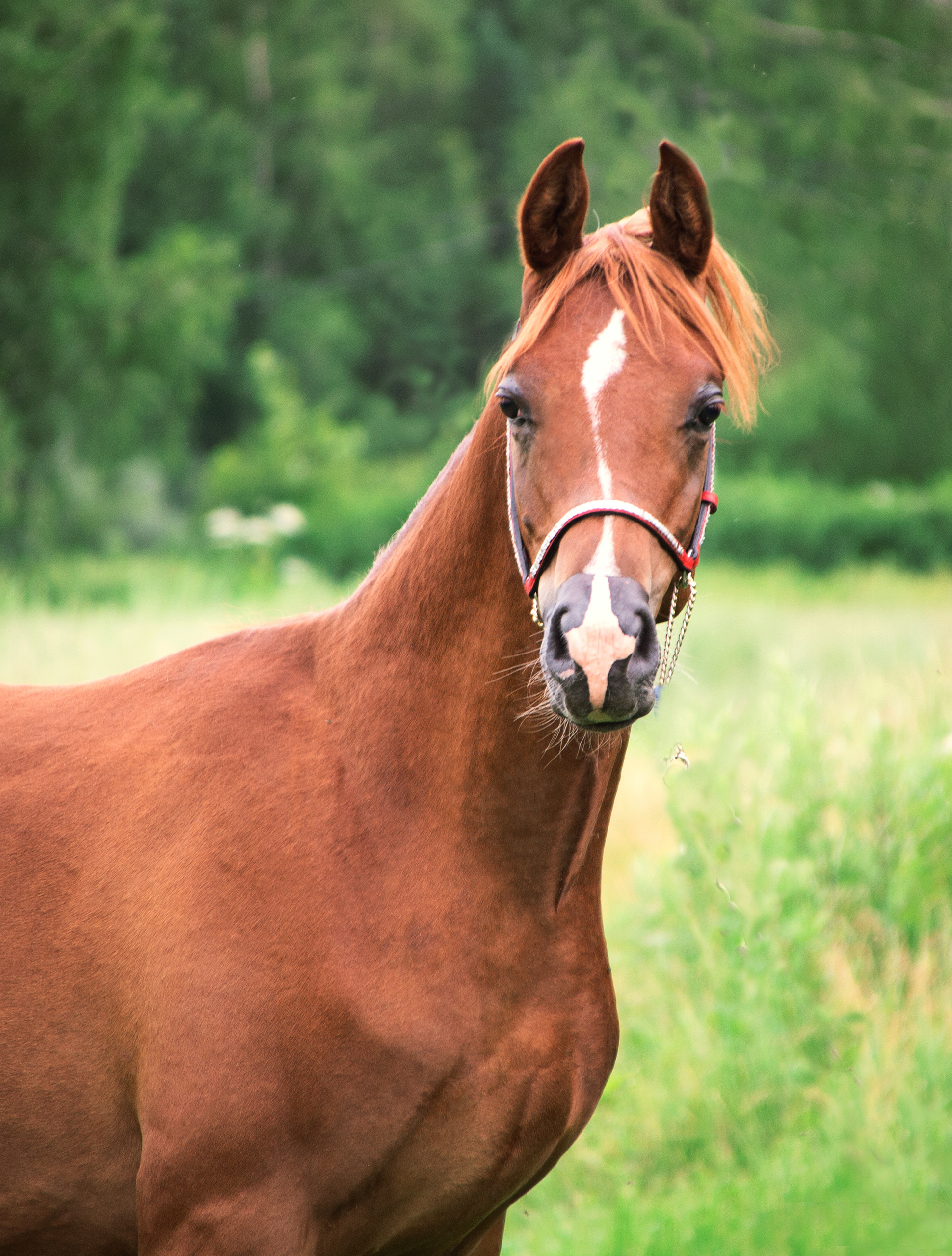 Киплинг. Фотограф в Москве Дудкова Юлия
