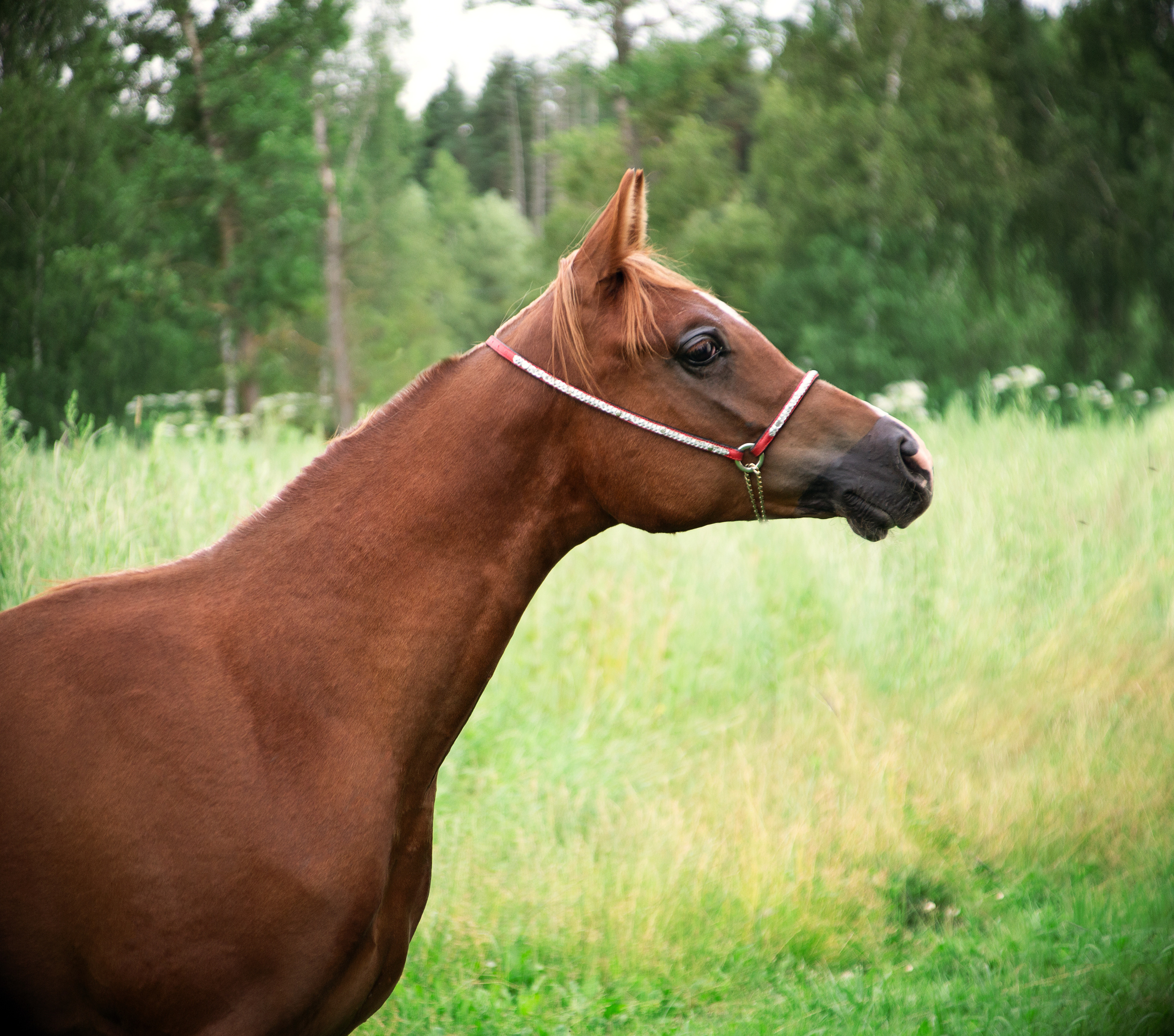 Киплинг. Фотограф в Москве Дудкова Юлия