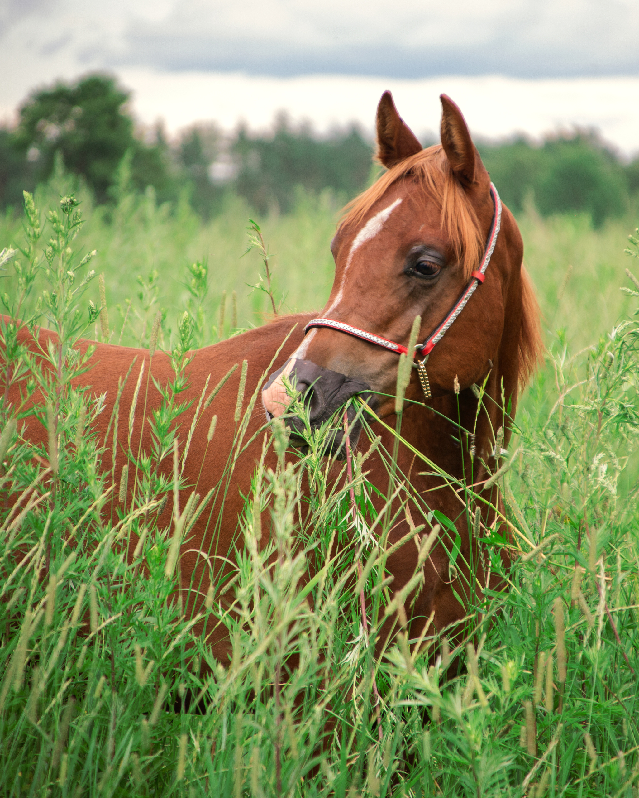 Киплинг. Фотограф в Москве Дудкова Юлия