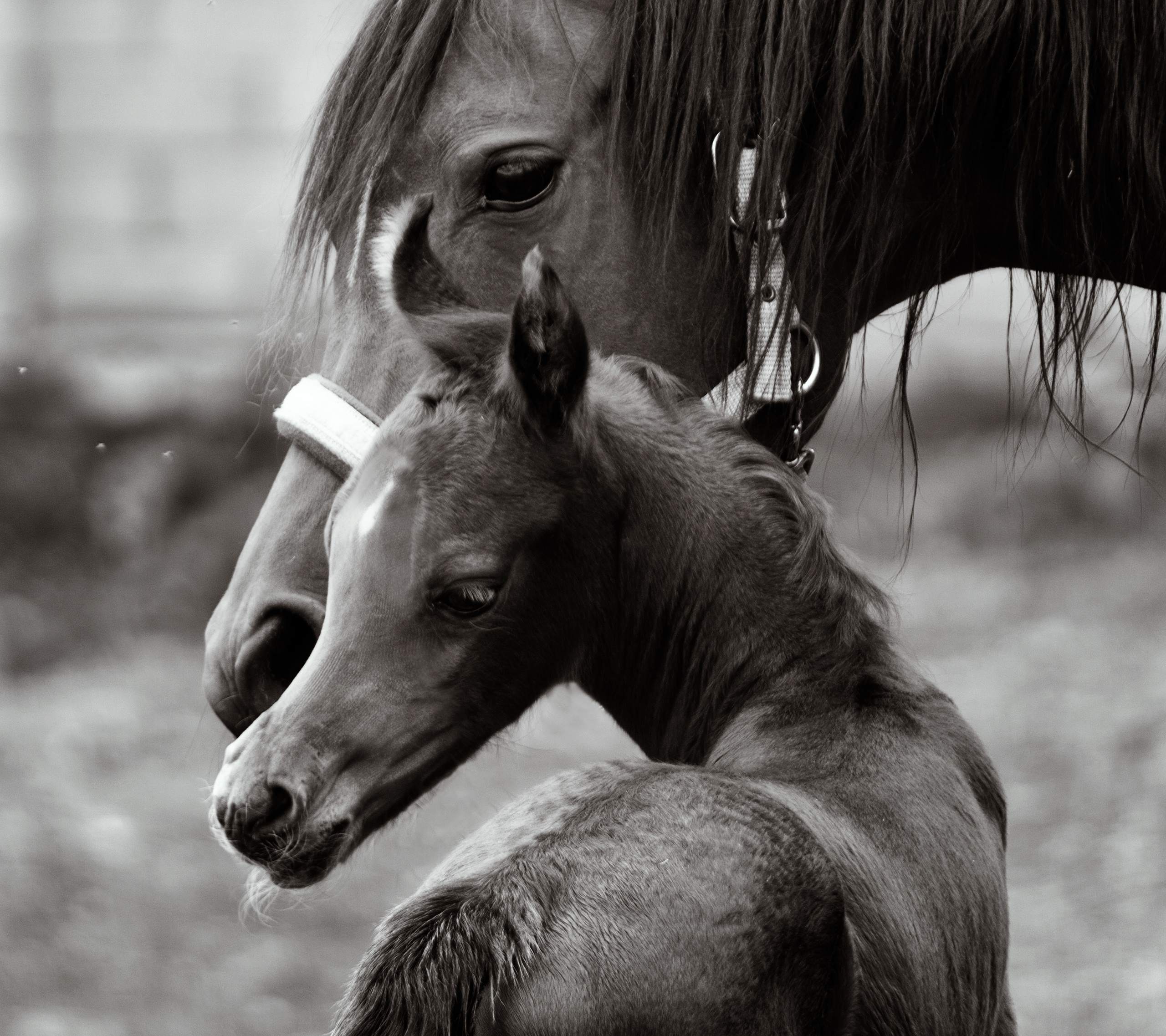 Арабские лошади. Фотограф в Москве Дудкова Юлия