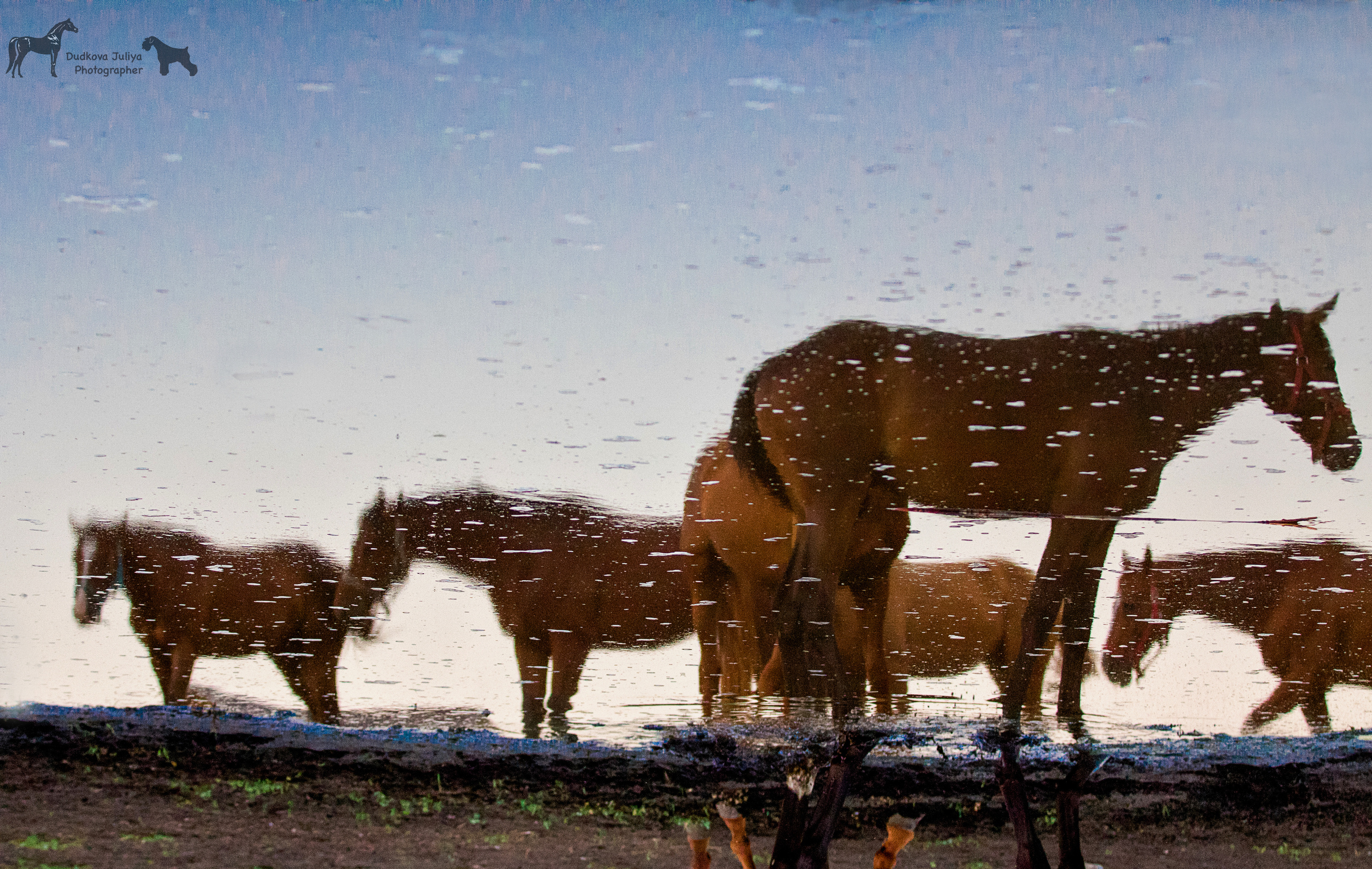 Другие лошади. Фотограф в Москве Дудкова Юлия