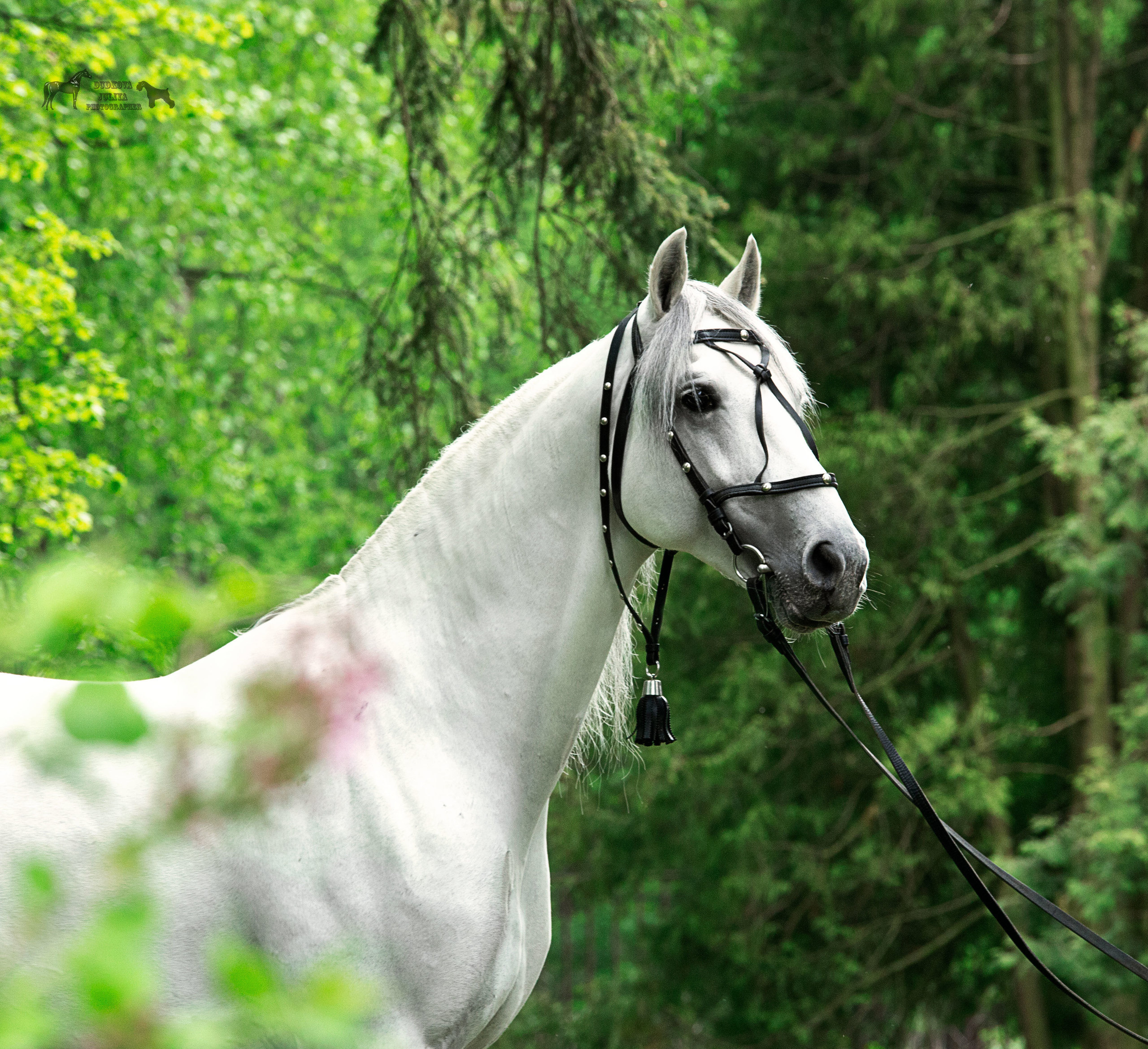 Другие лошади. Фотограф в Москве Дудкова Юлия
