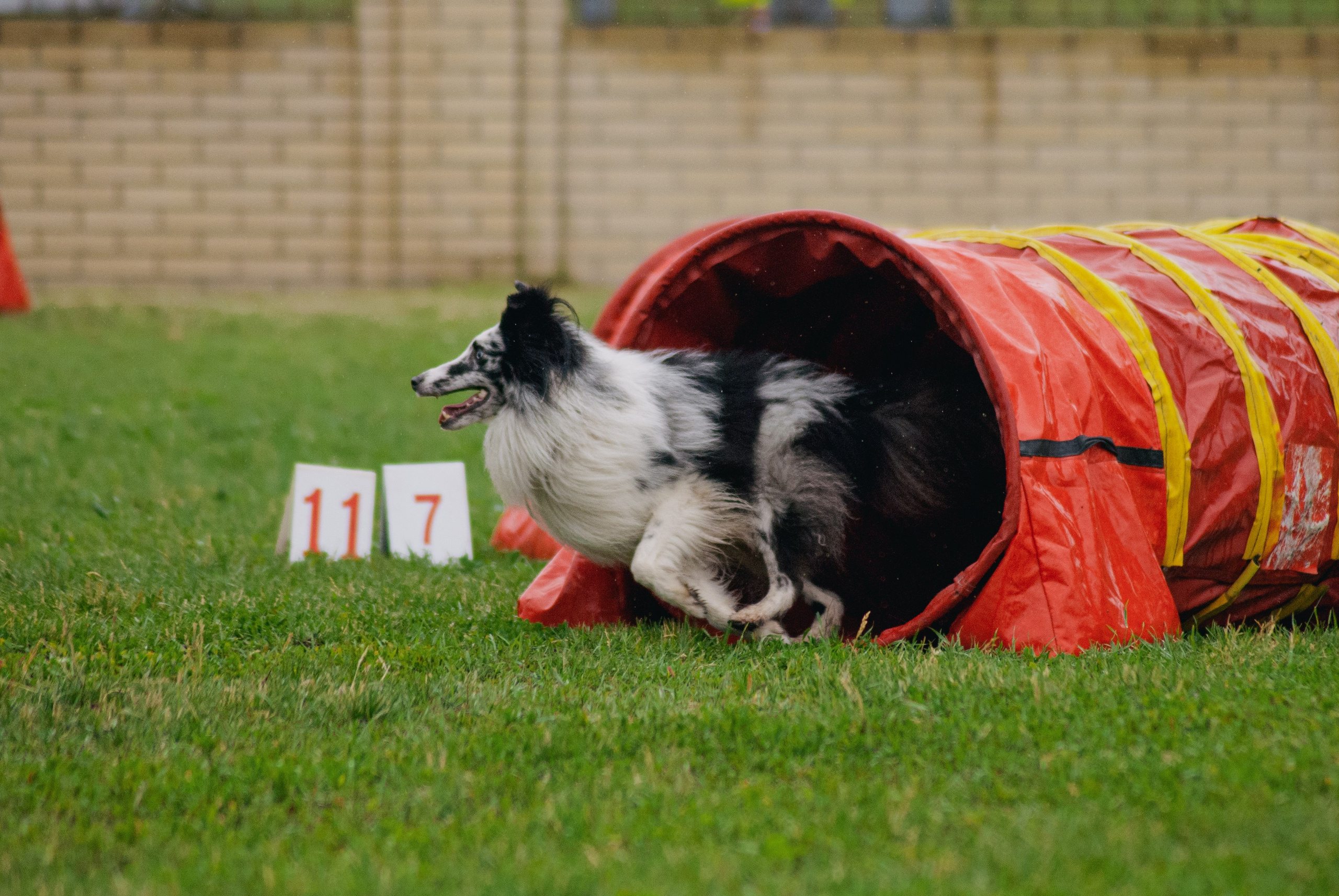 Аджилити. Фотограф в Тюмени Лизавета Сапицкая