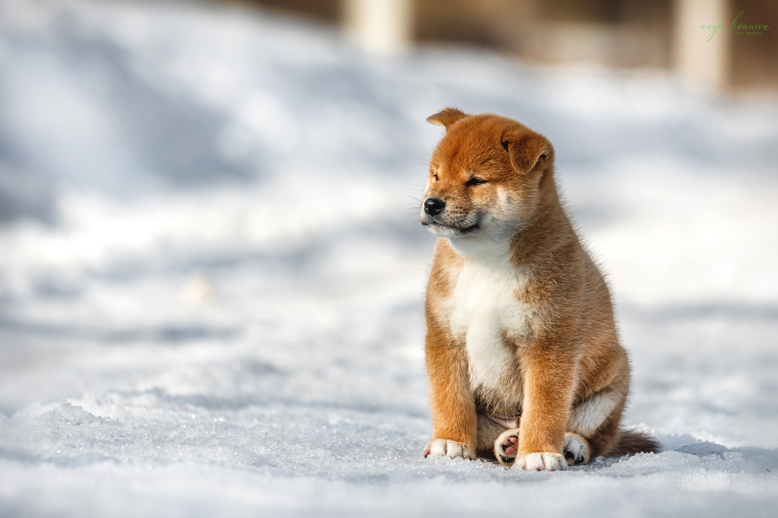 Сибы. Фотограф анималист Аня Ливанова | Рыбинск