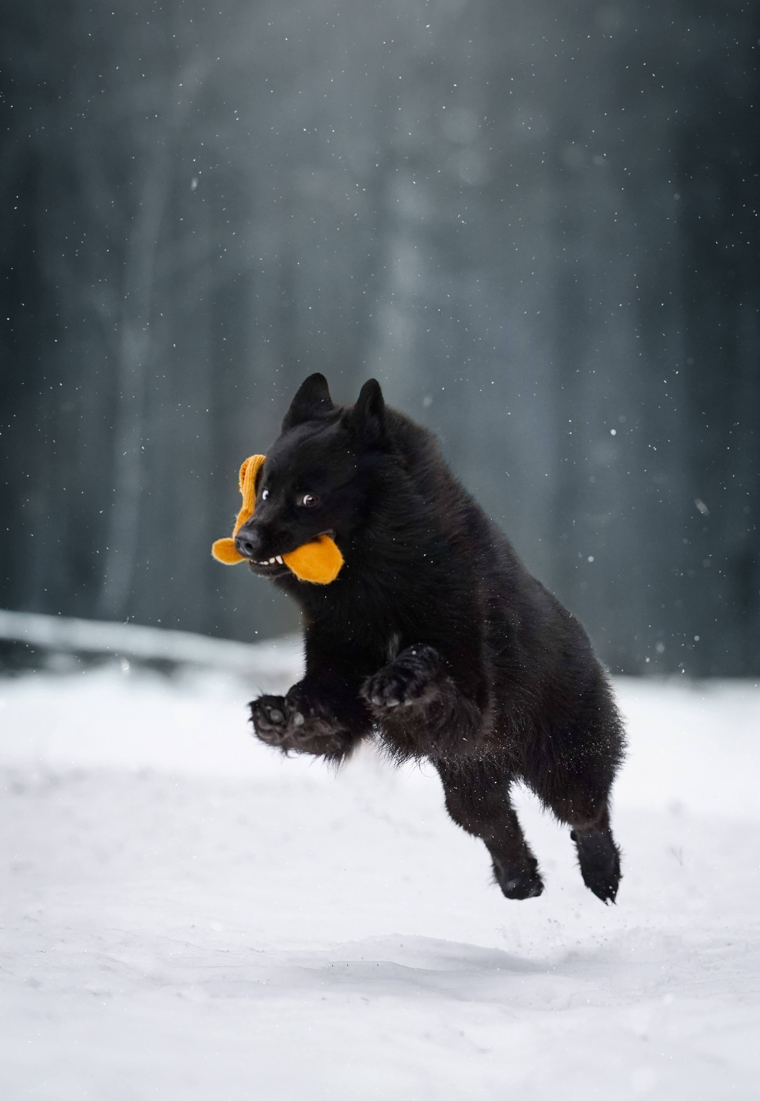 Лора Джанго и Хэппи. Фотограф-анималист в Санкт-Петербурге Яна Мартынова