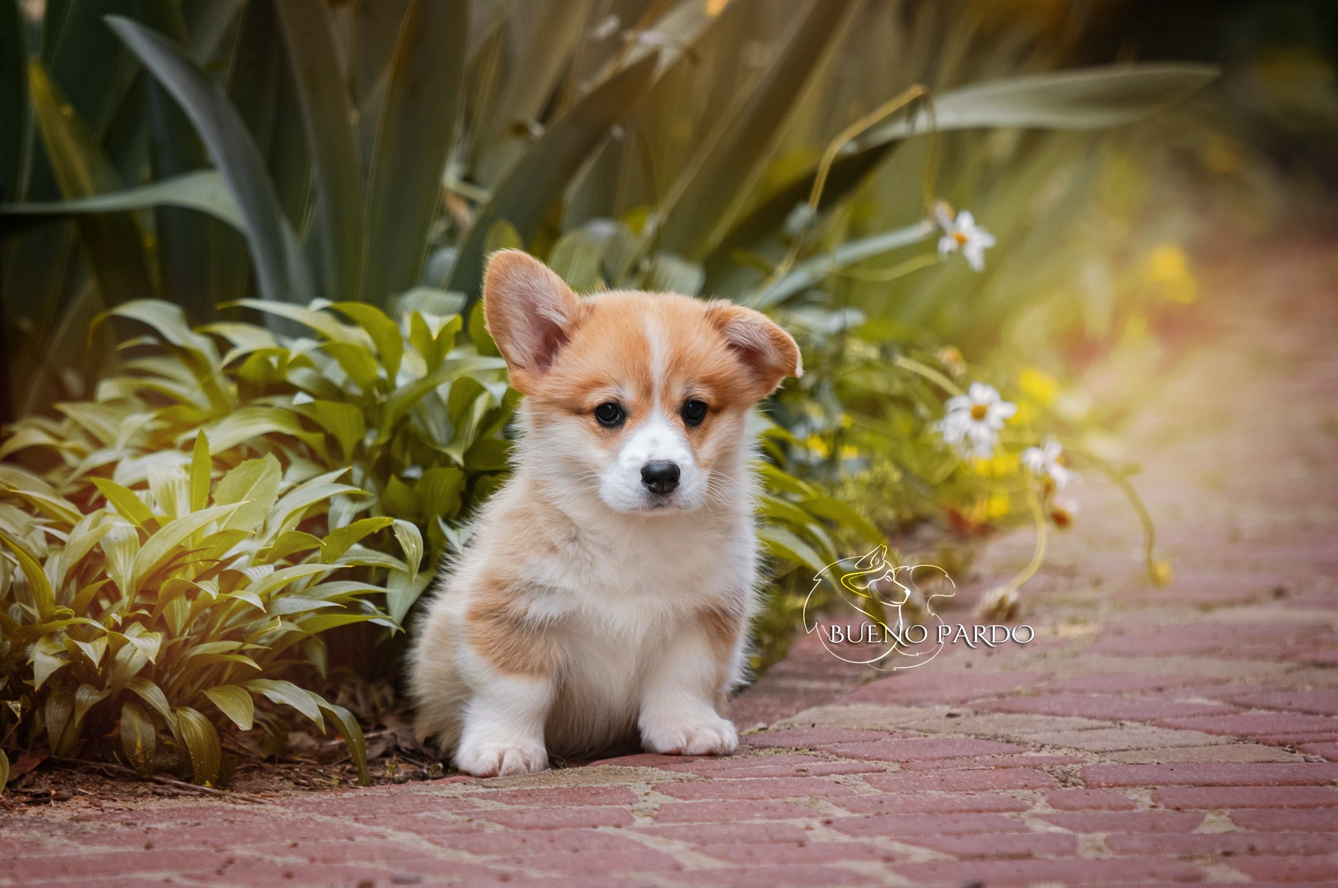 Щенки вельш корги пемброк из питомника. Питомник собак Акита, Хаски, Корги