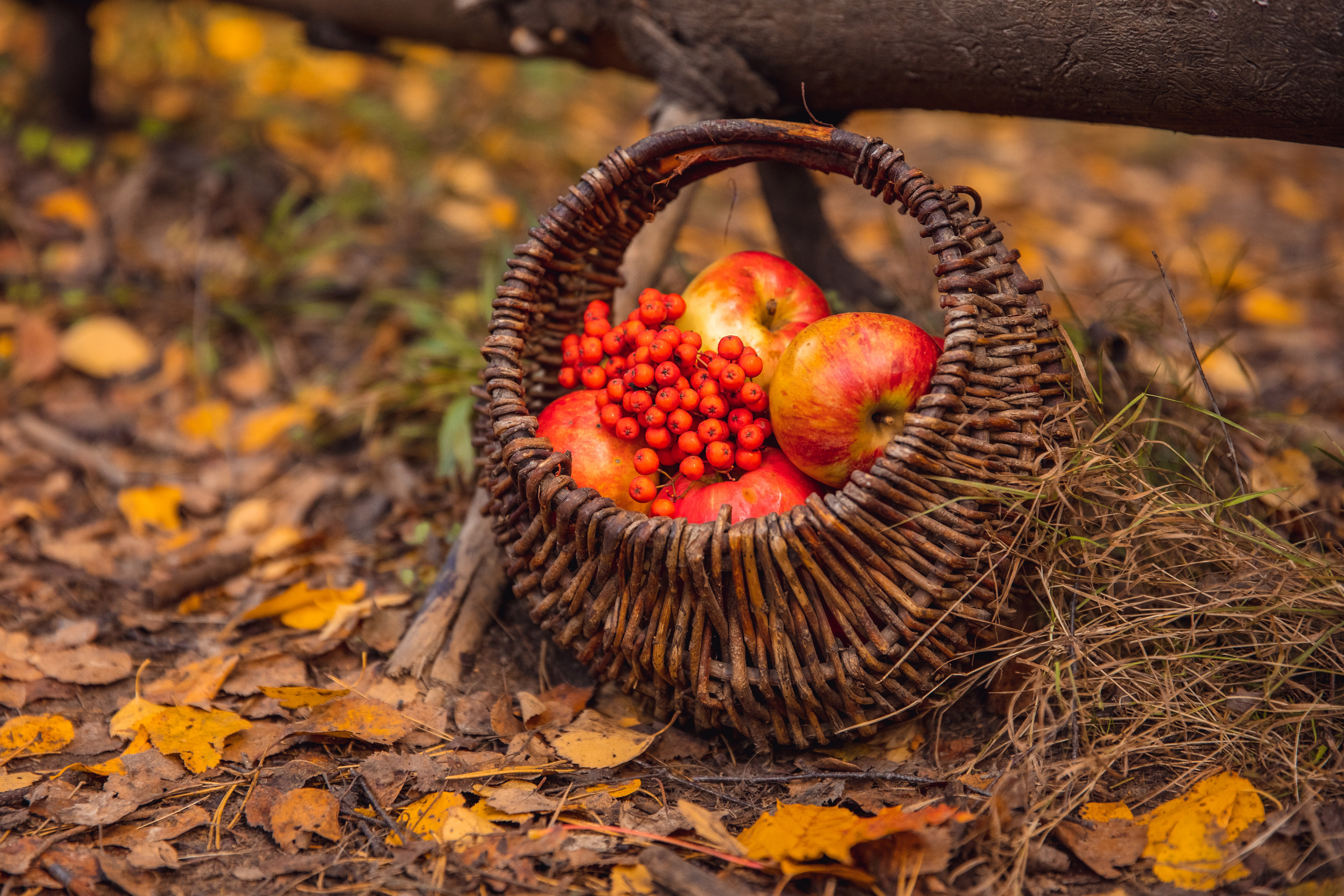 ОСЕНЬ. Дарья Бухреева — фотограф, видеограф и фототерапевт. Москва и мир