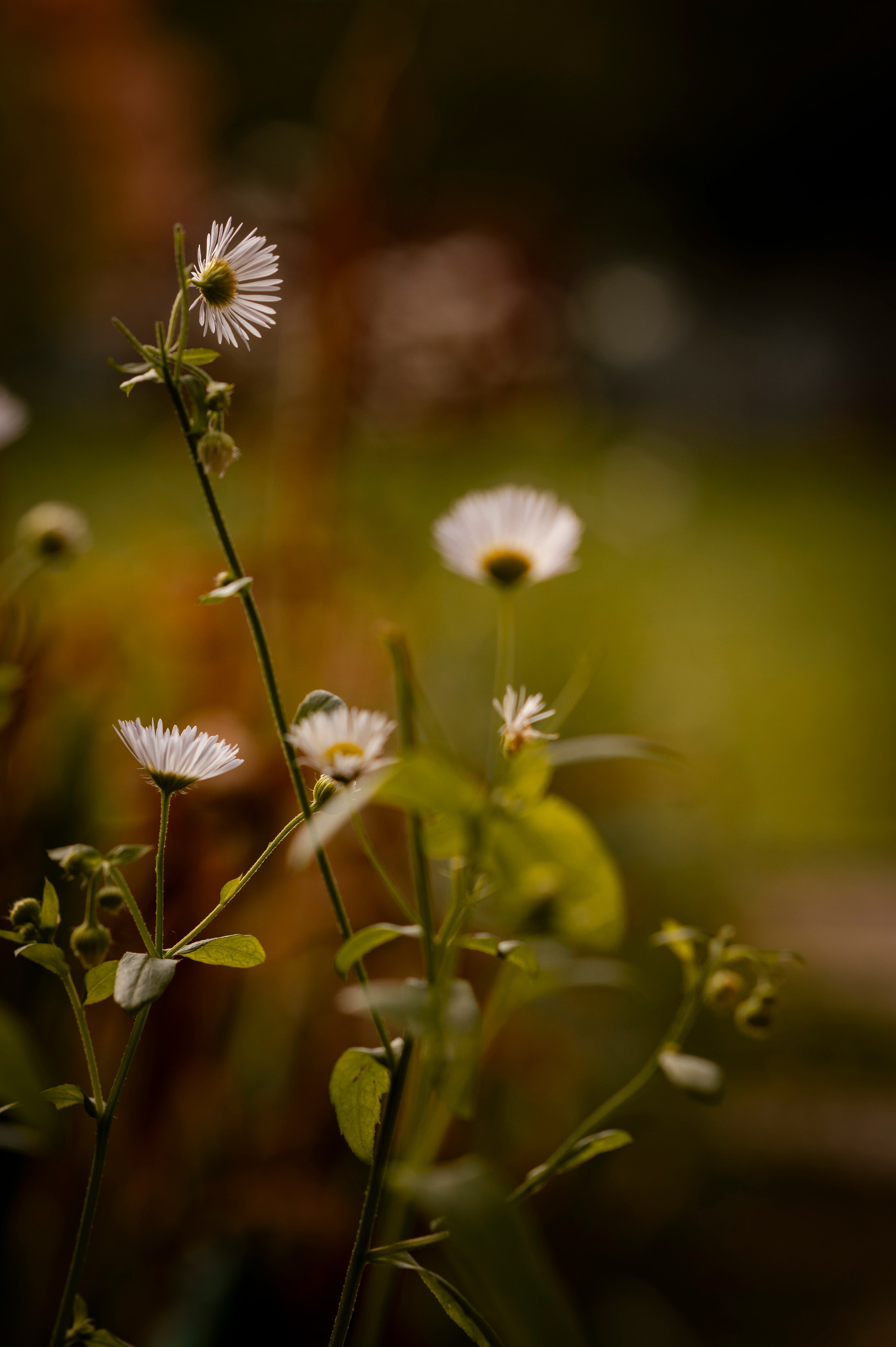 Осень во всей красе. Анна Боровикова, фотограф Пушкино