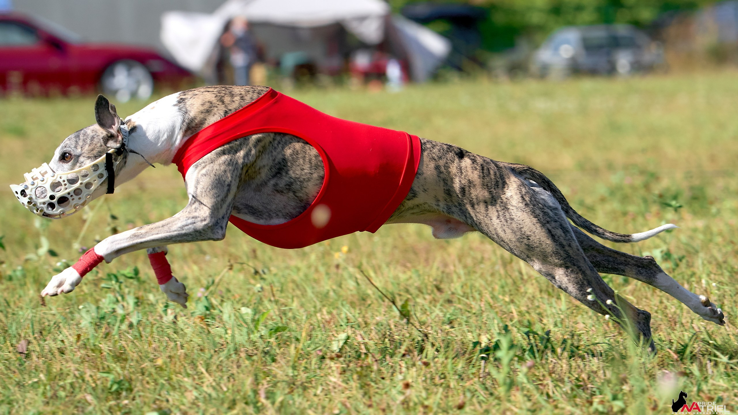 Съемка курсинг — галерея NATRIEL