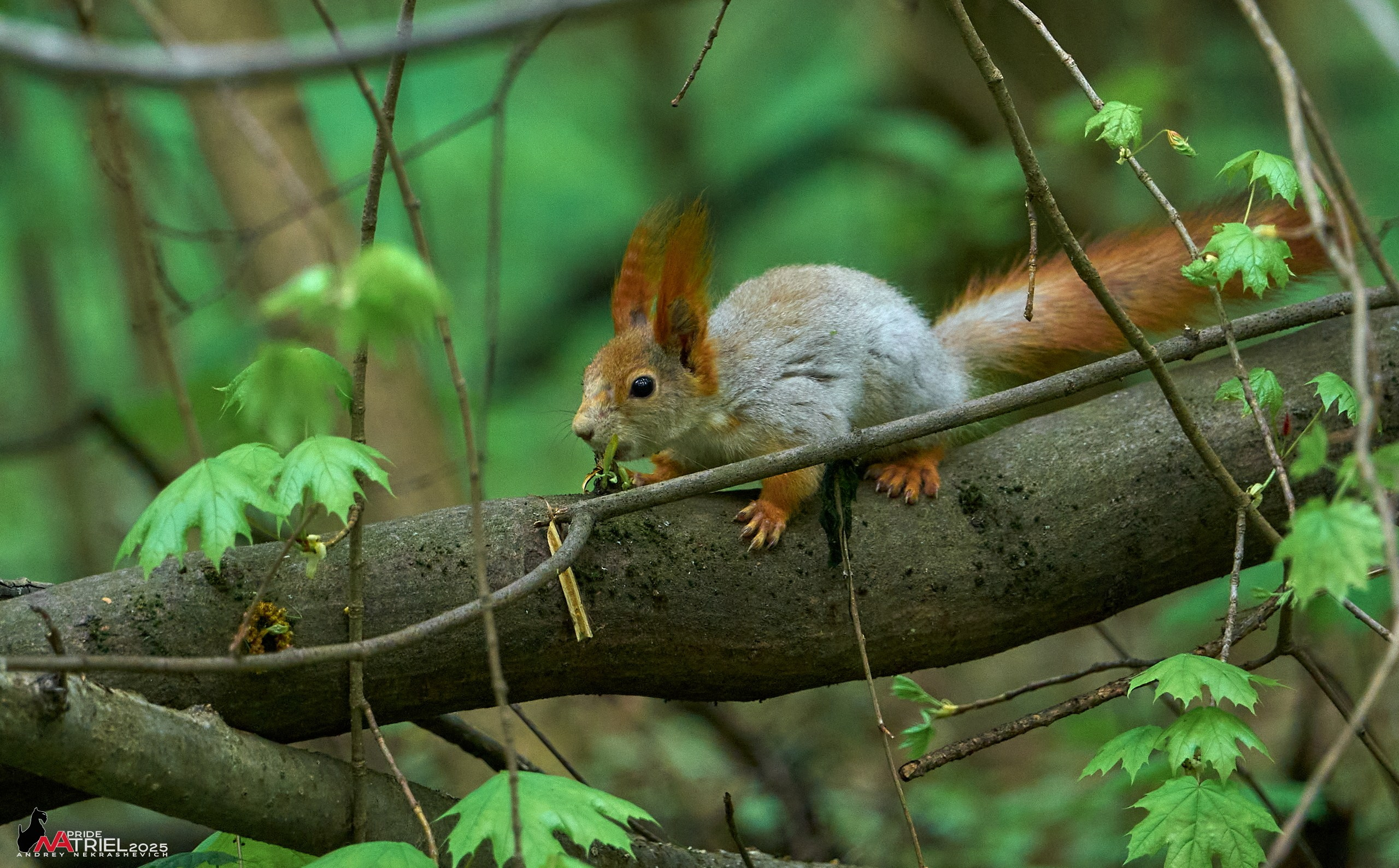 Съемка в майском лесу
