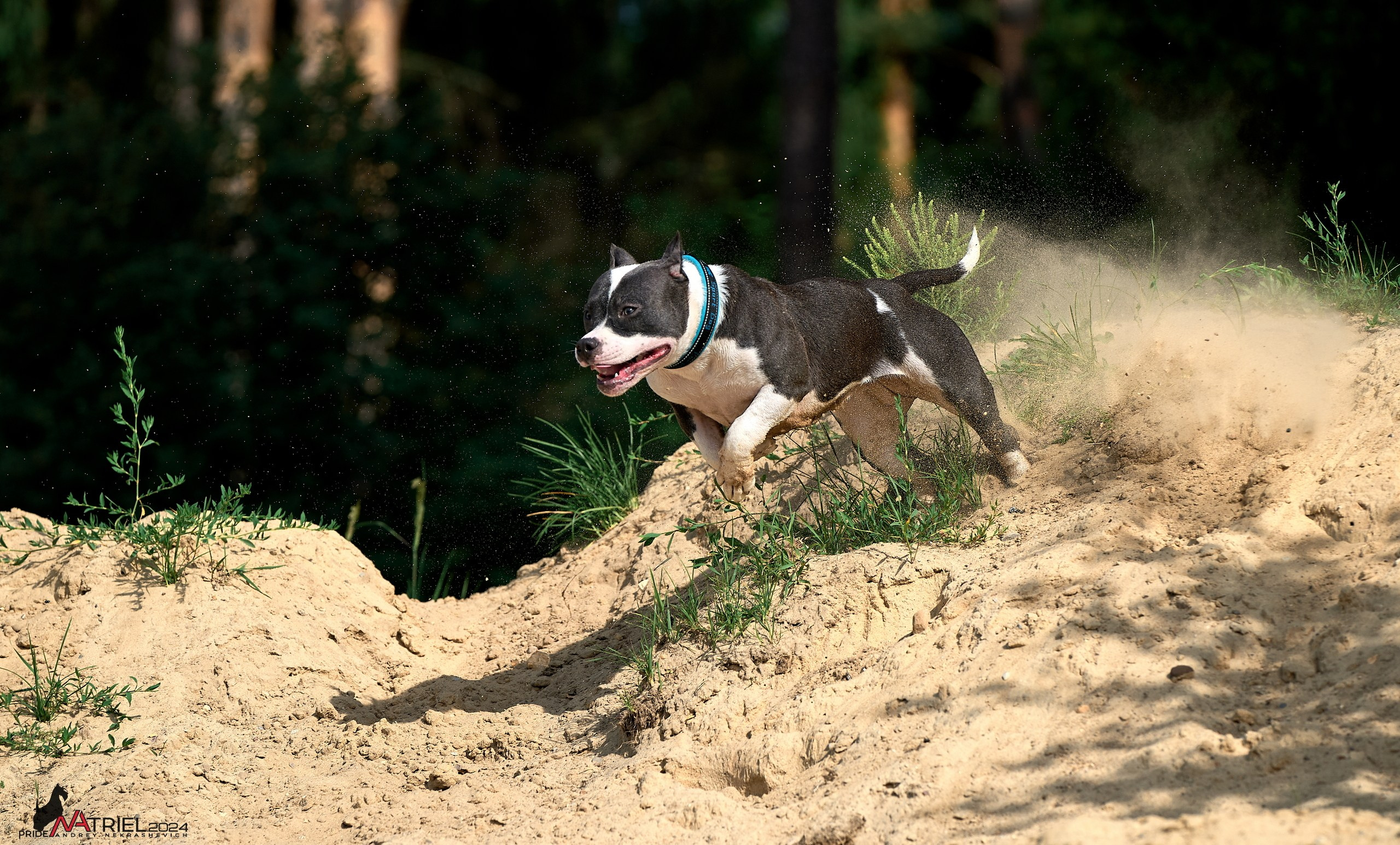 Фотопрогулка с булли