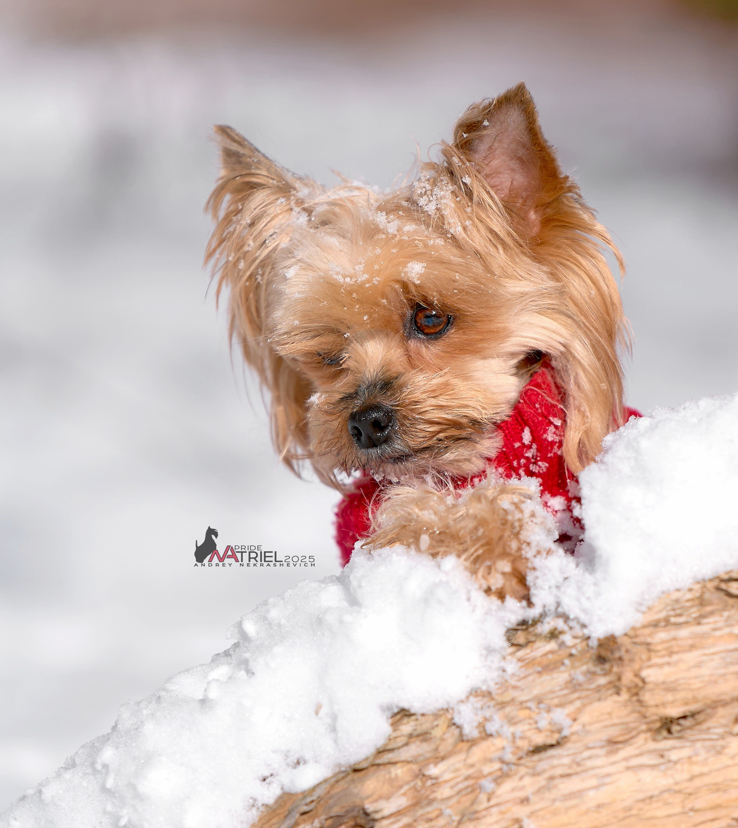 Йоркширский терьер Циля