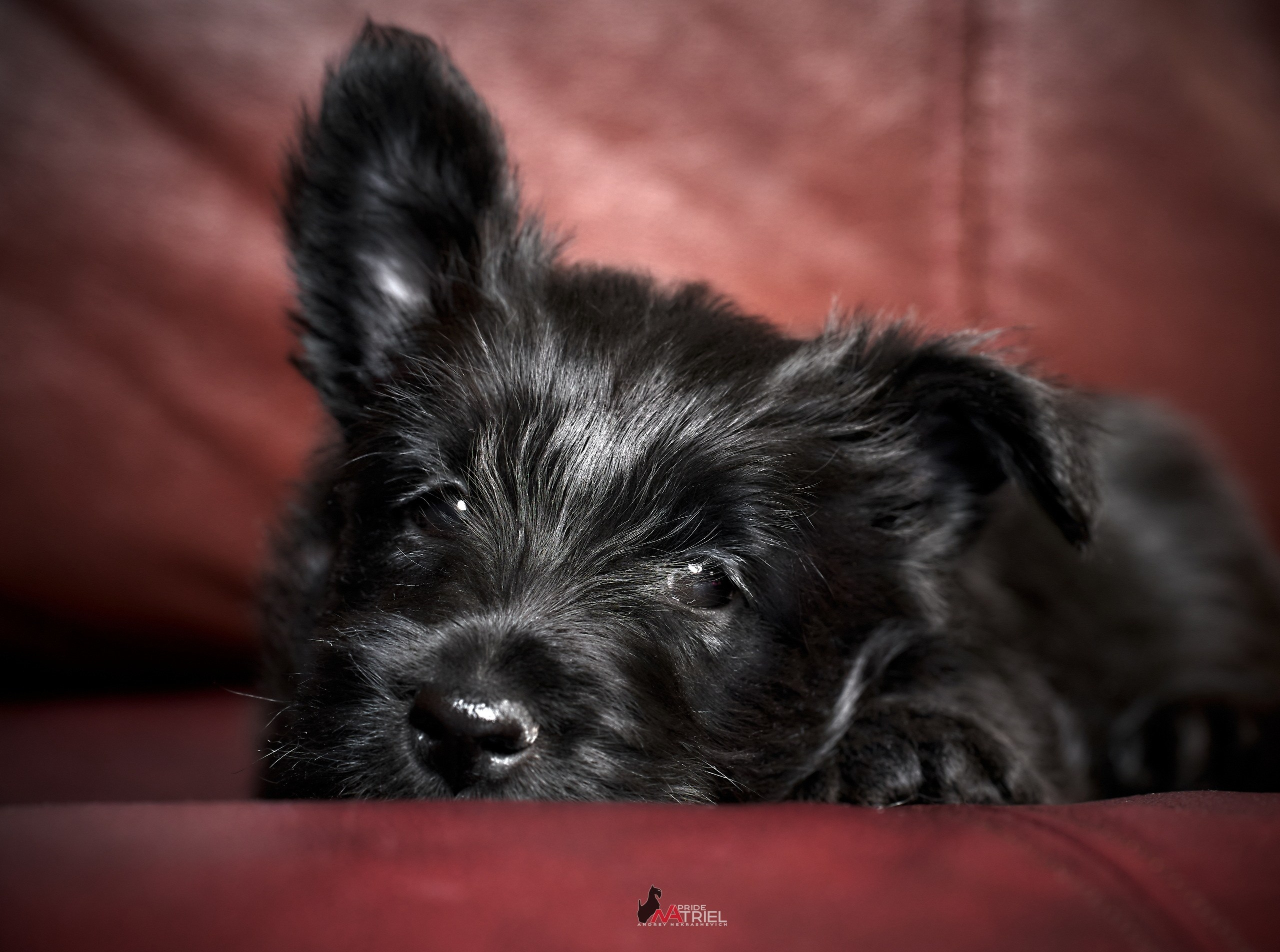 Щенки дома — галерея NATRIEL